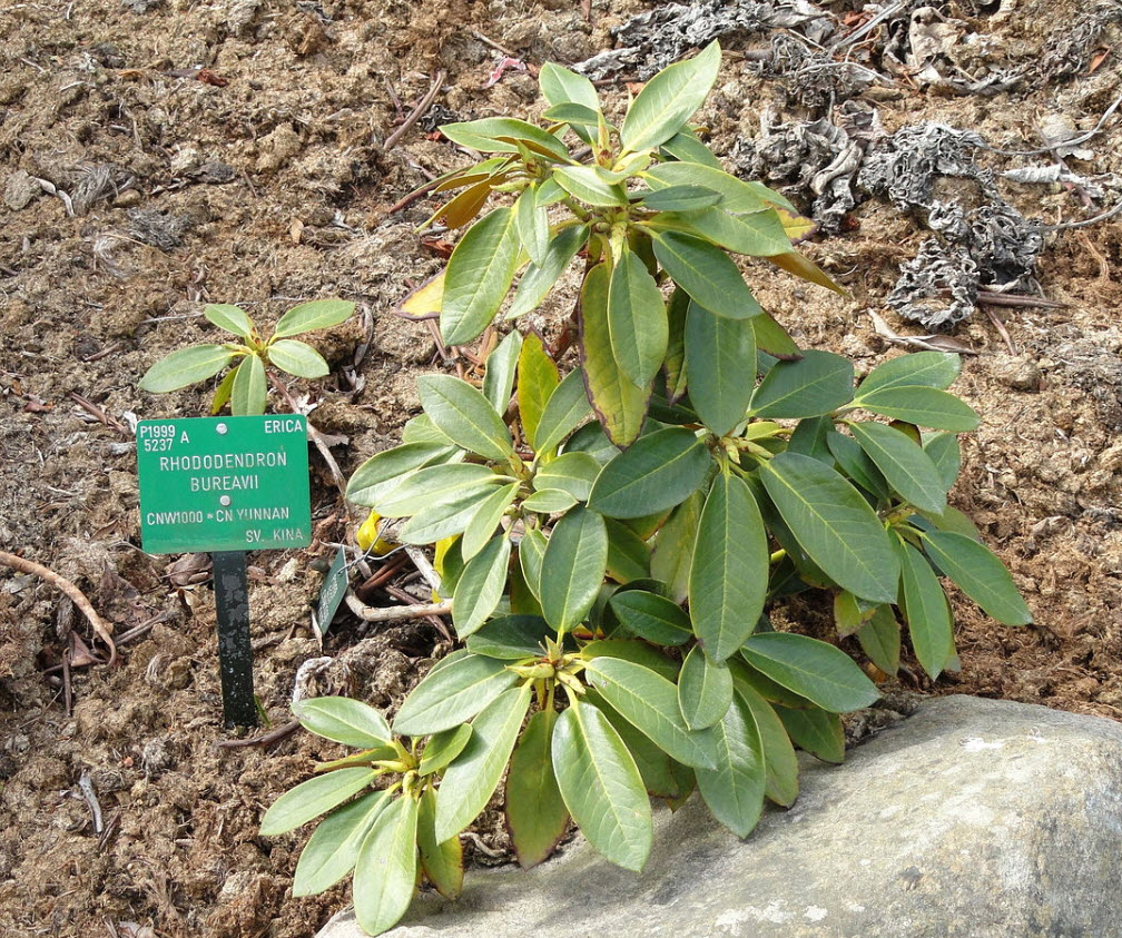 Rhododendron bureavii - Bureau Rhododendron | PlantMaster