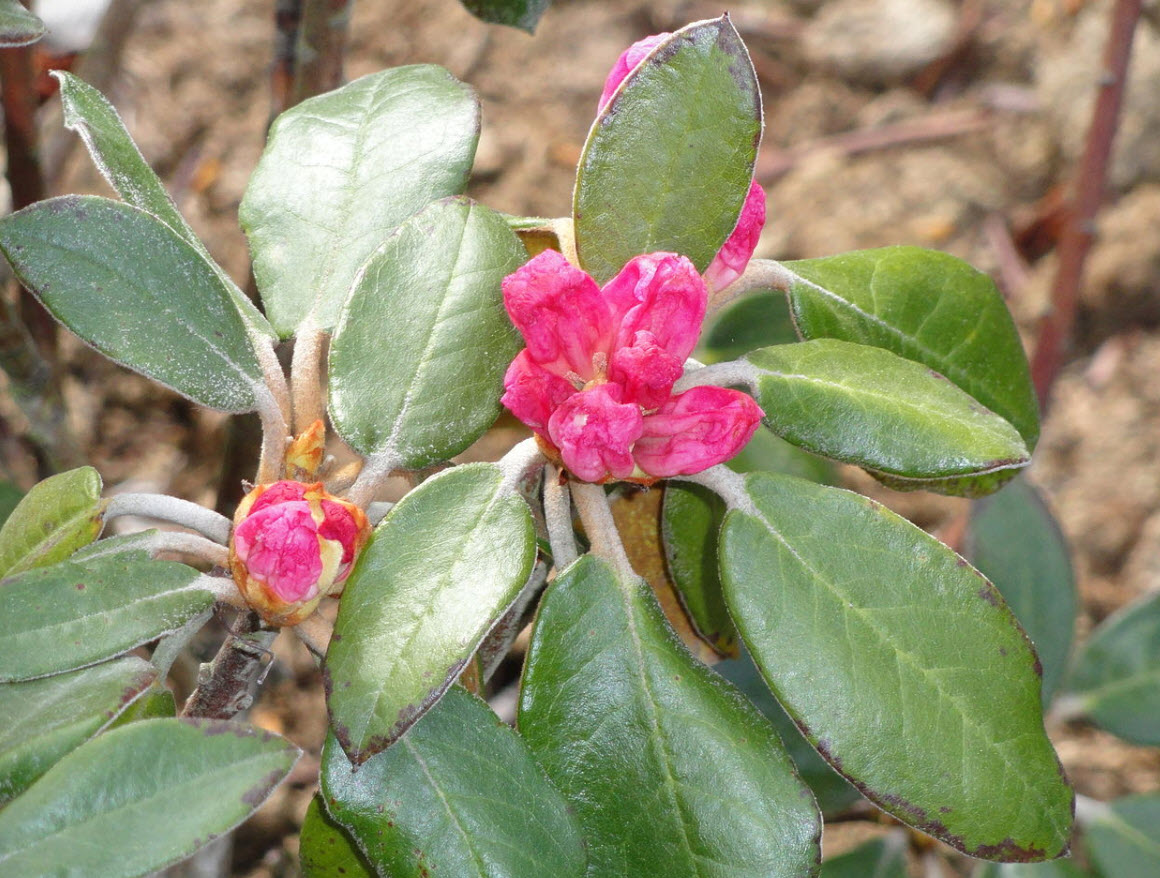 Rhododendron bureavii - Bureau Rhododendron | PlantMaster