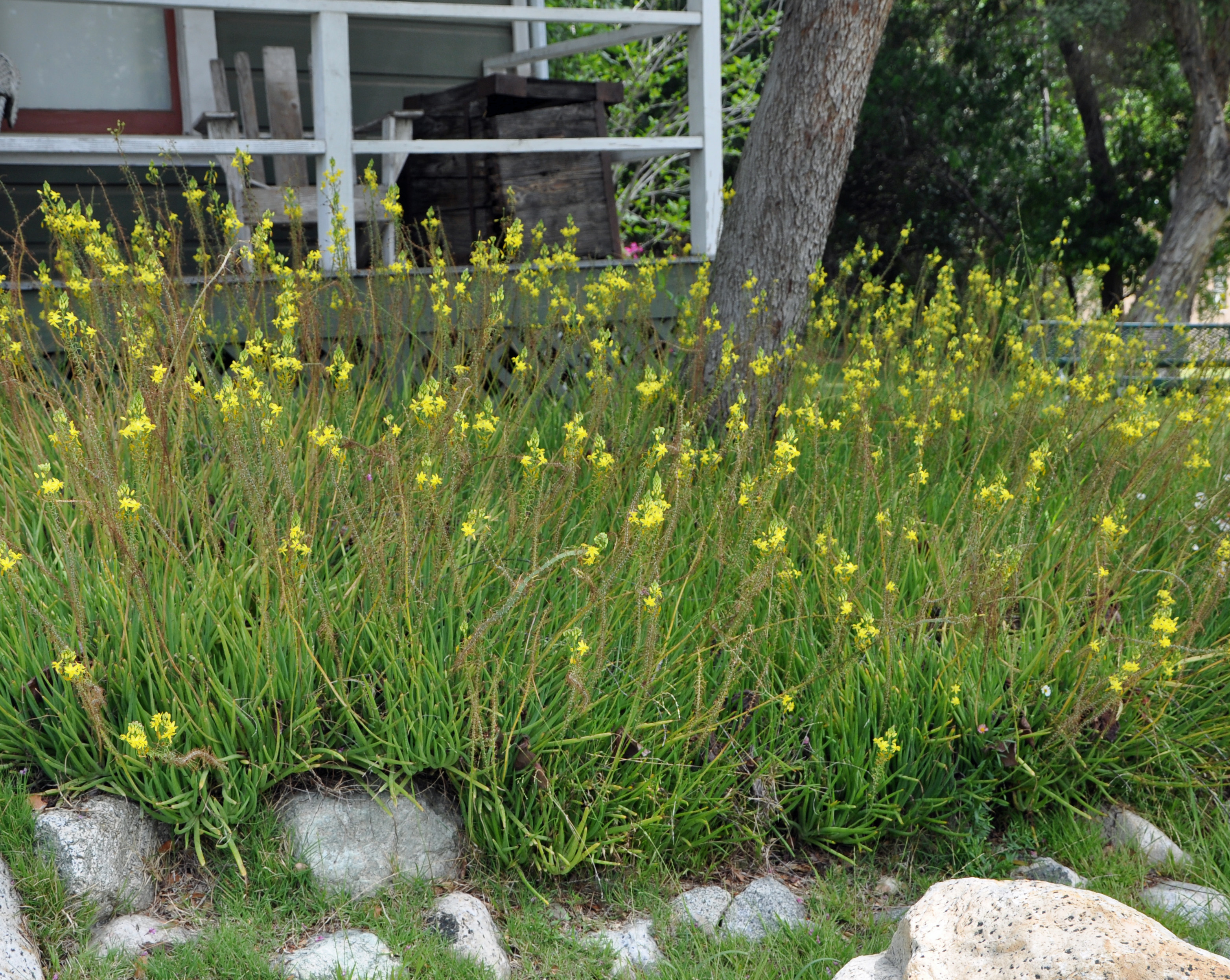 bulbine frutescens