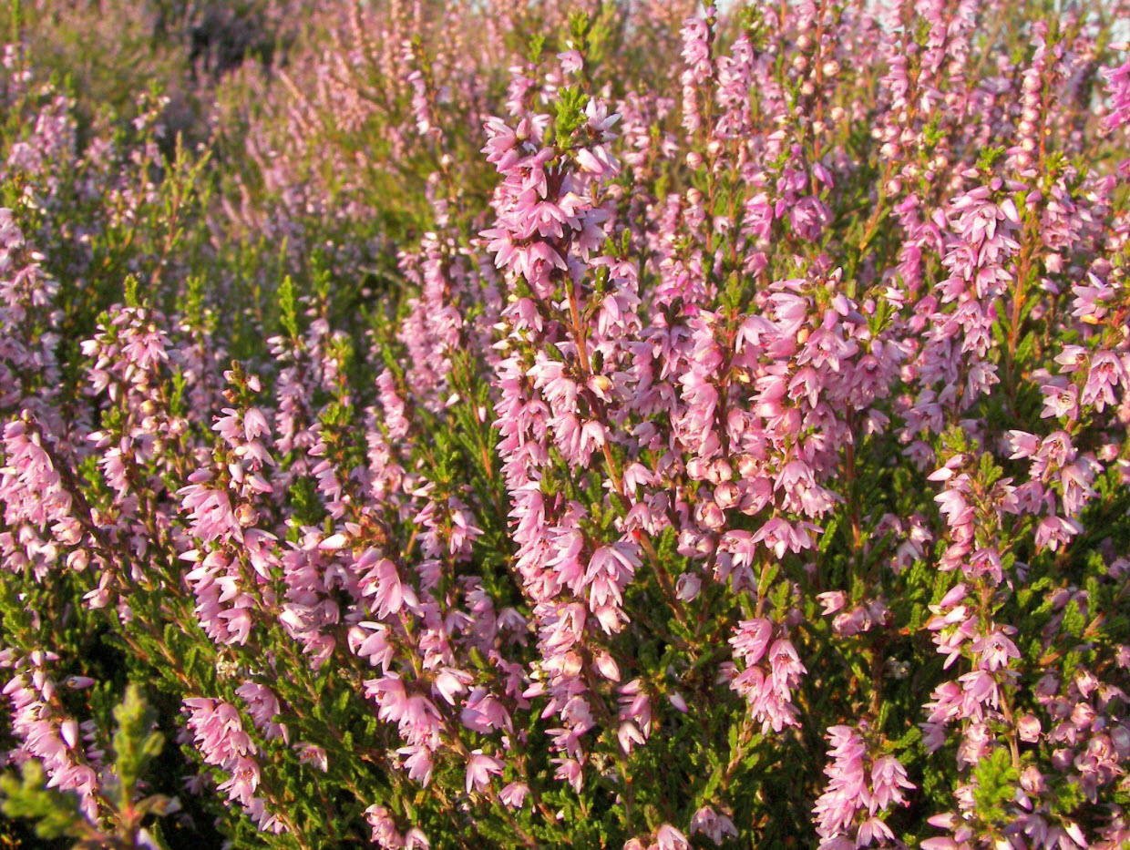 Calluna Vulgaris Benefits 