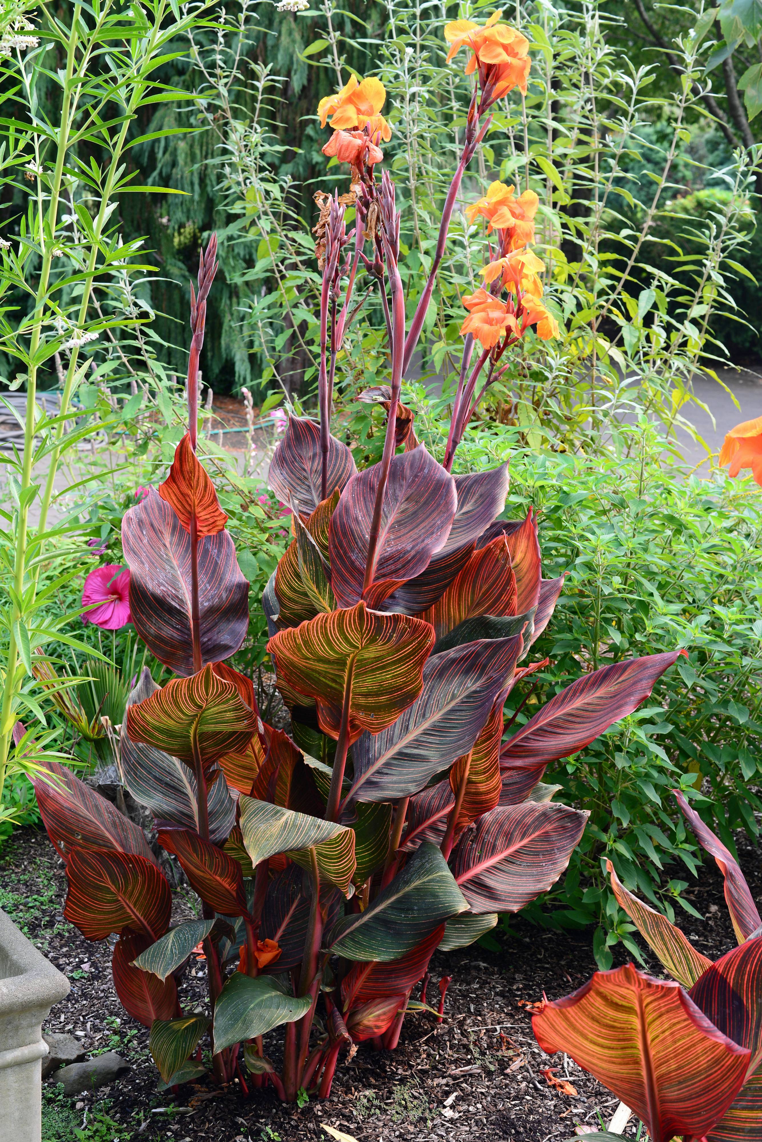 Canna 'Tropicana' - Tropicana Canna | PlantMaster