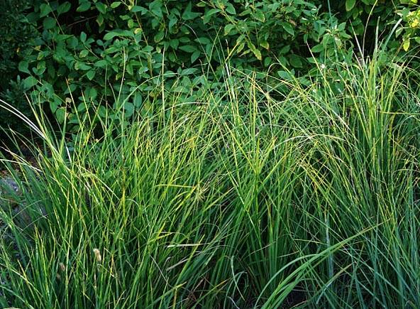 Carex barbarae - Santa Barbara Sedge | PlantMaster