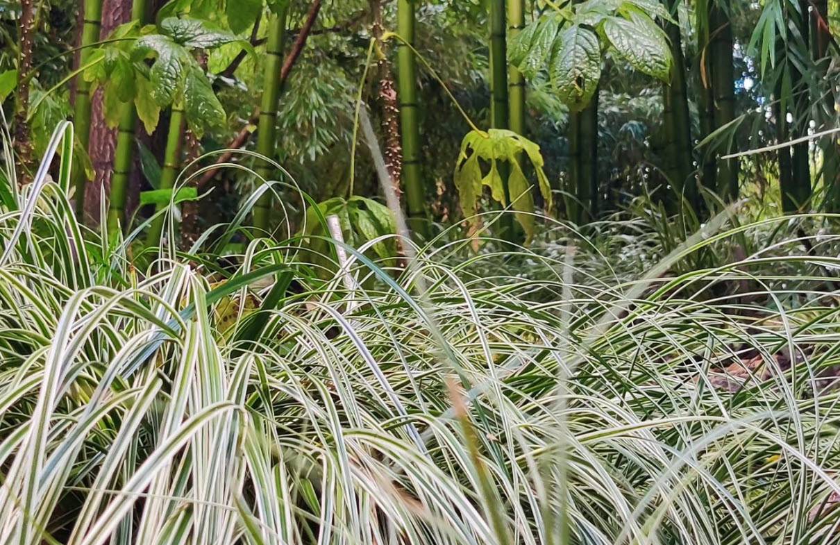 Carex conica 'Snowline' - Miniature Variegated Sedge | PlantMaster