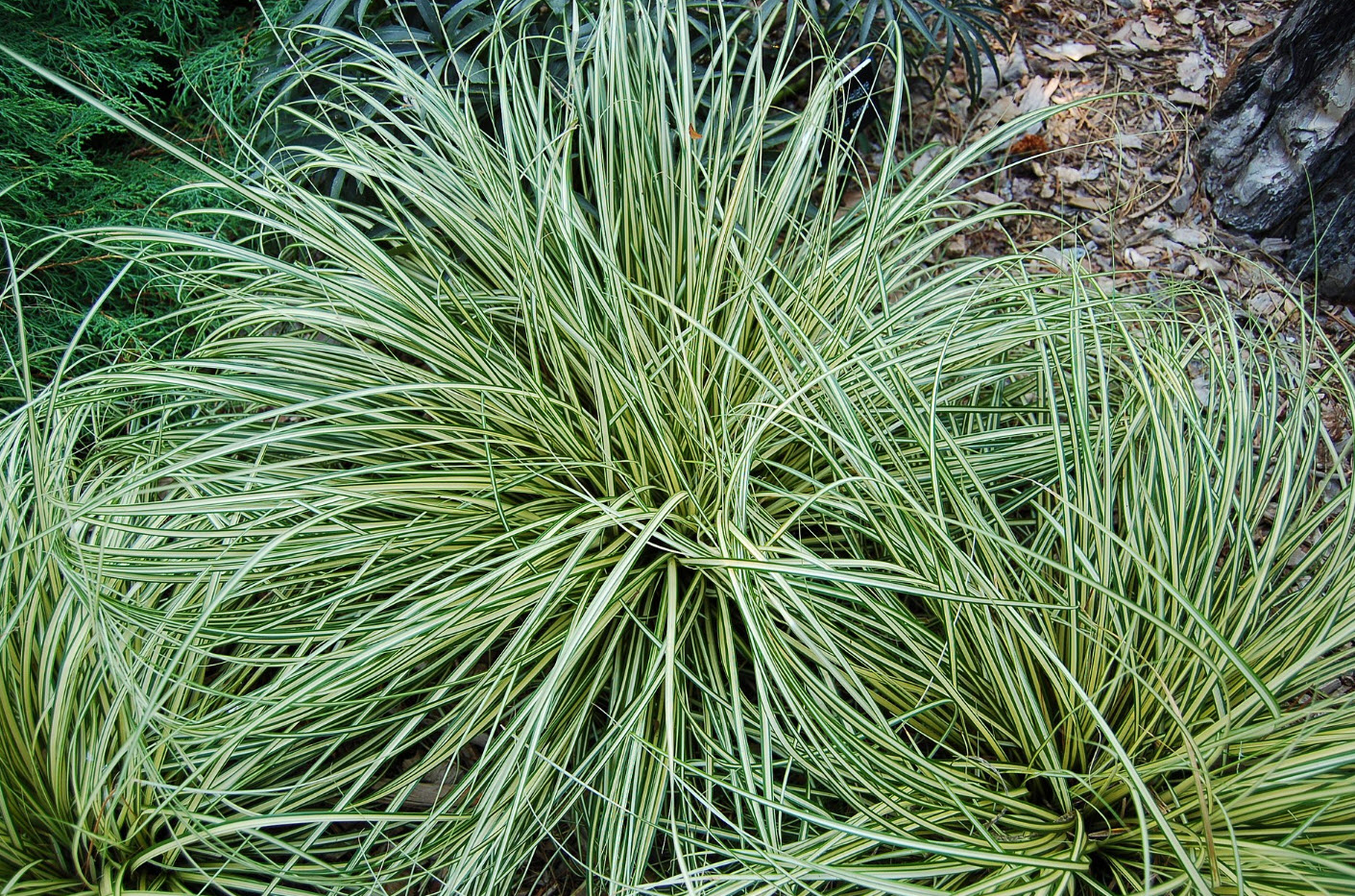 Carex oshimensis 'Evergold' - Evergold Japanese Sedge | PlantMaster