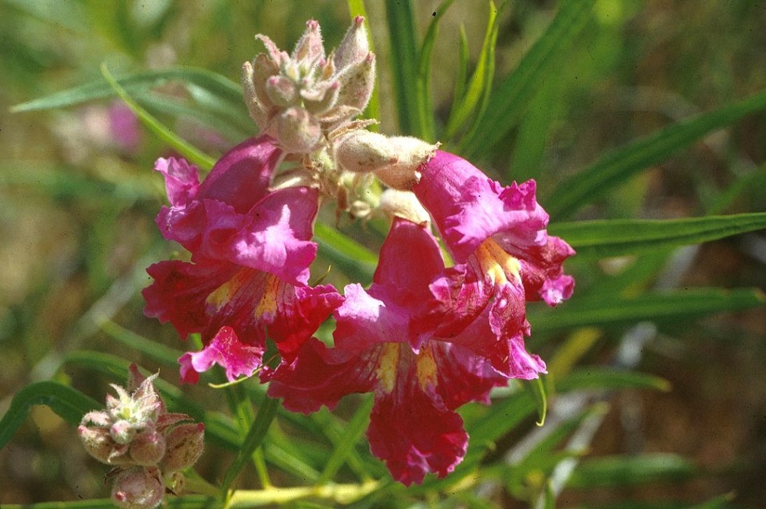 Chilopsis linearis 'Burgundy' - Burgundy Desert Willow | PlantMaster