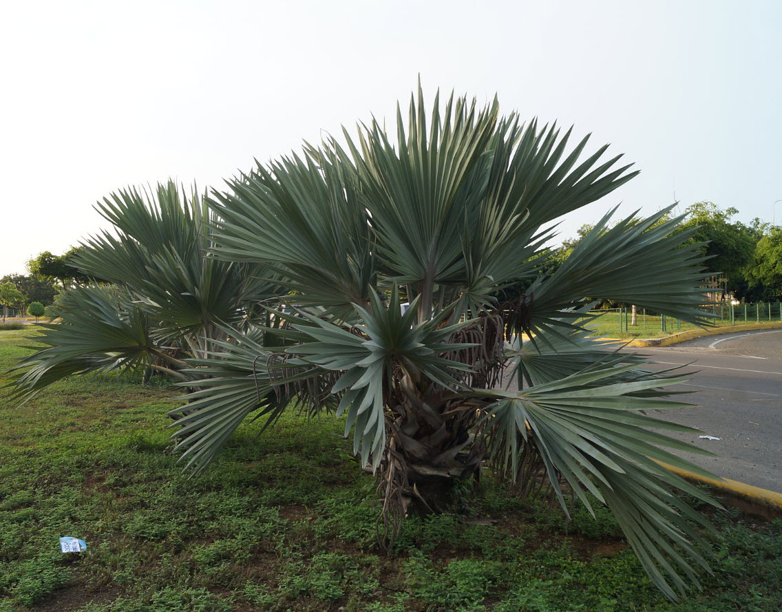 Brahea armata - Mexican Blue Palm | PlantMaster