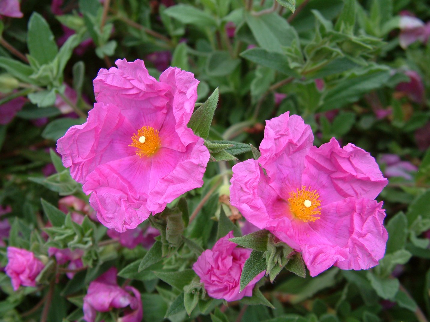 Cistus crispus Santa Cruz Santa Cruz Rockrose PlantMaster