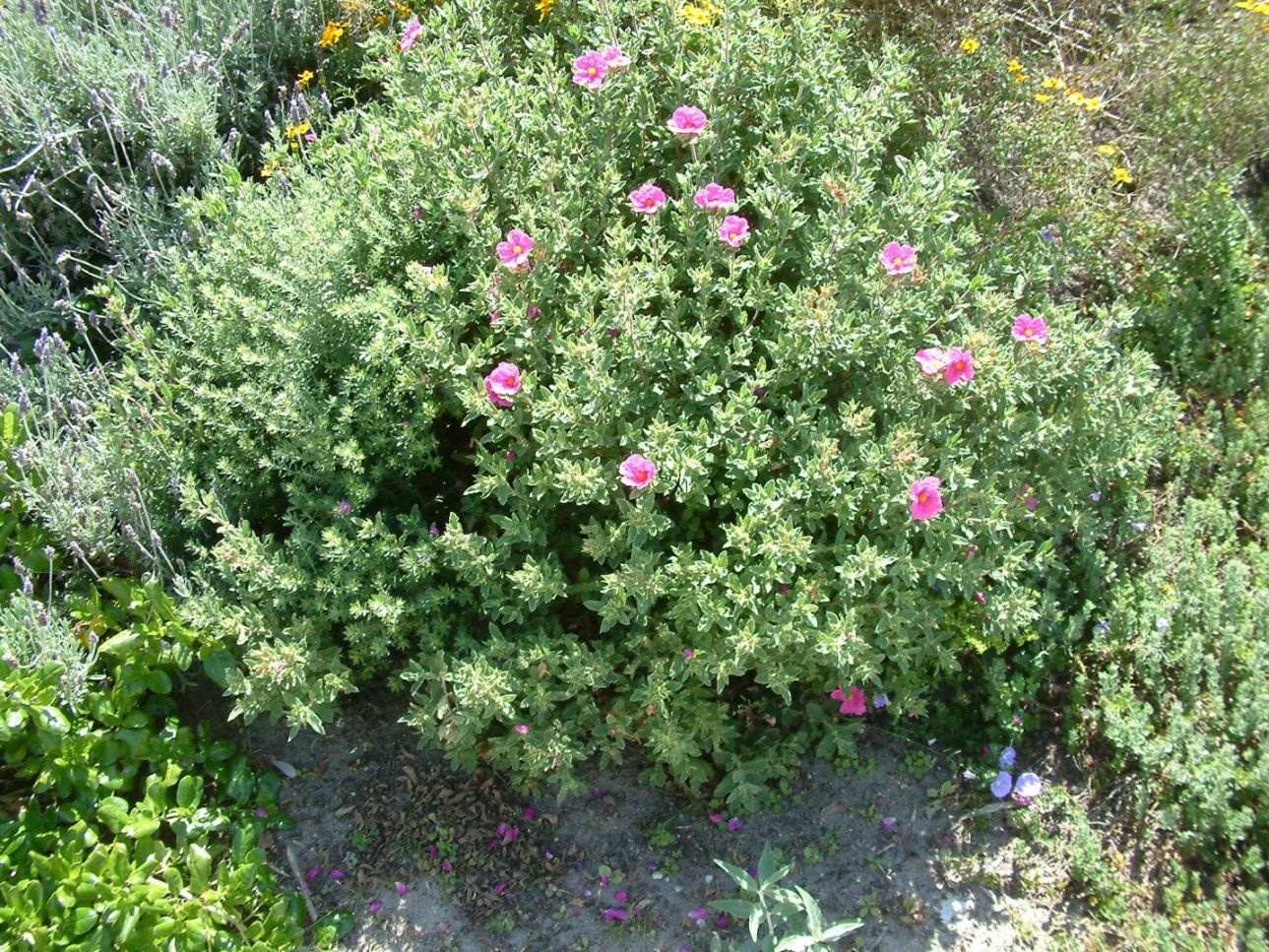 Cistus crispus Santa Cruz Santa Cruz Rockrose PlantMaster