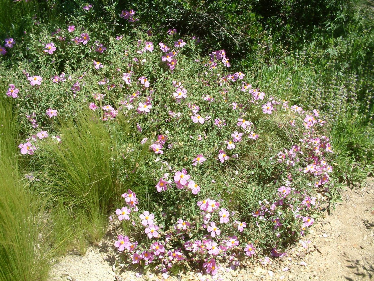 Cistus crispus Santa Cruz Santa Cruz Rockrose PlantMaster