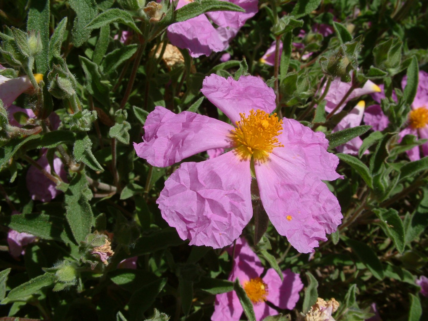 Cistus crispus Santa Cruz Santa Cruz Rockrose PlantMaster