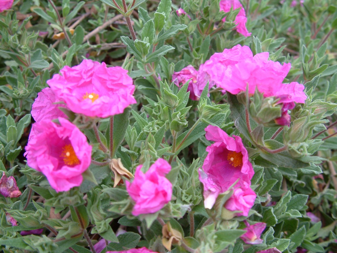 Cistus crispus Santa Cruz Santa Cruz Rockrose PlantMaster