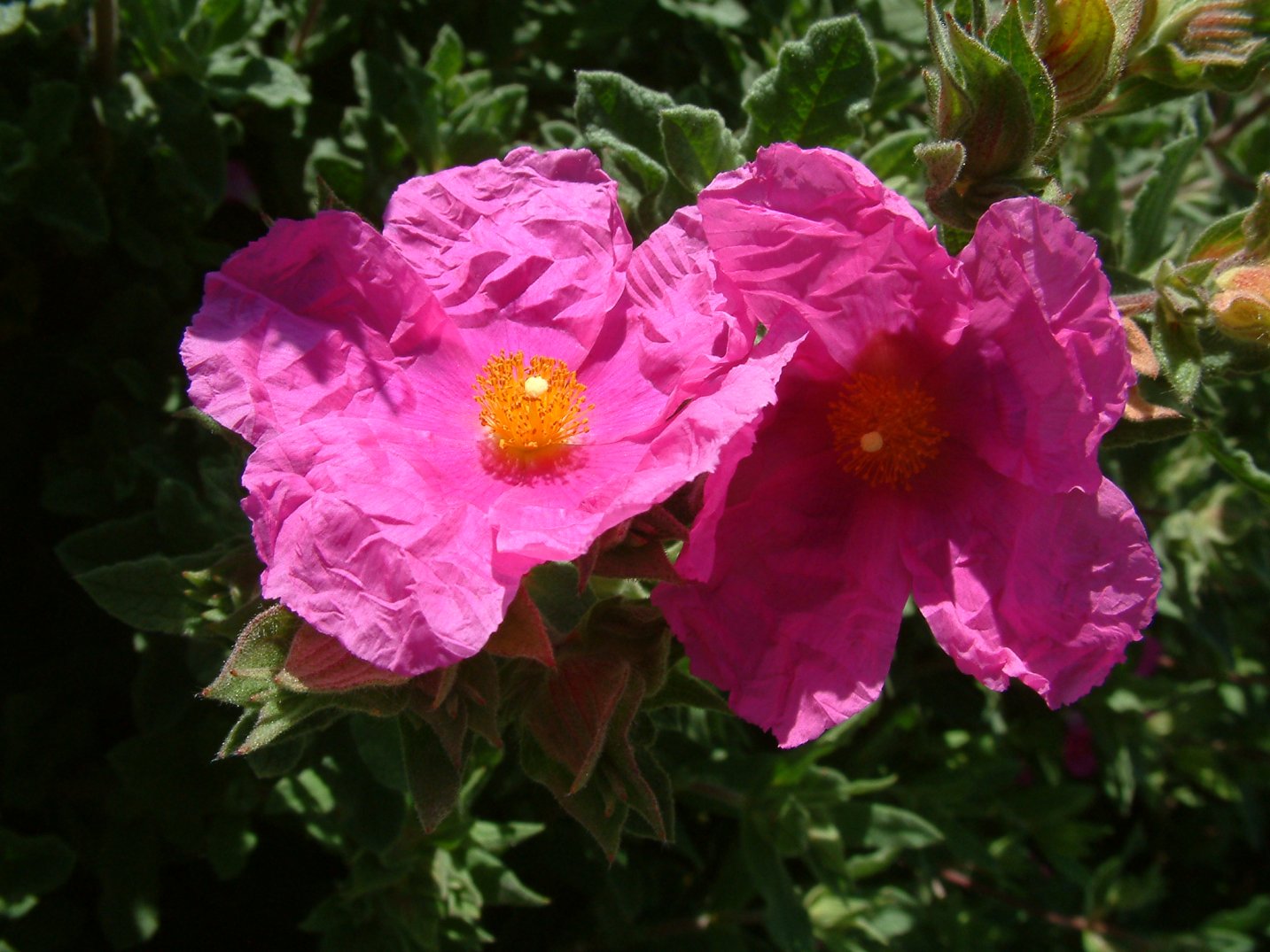 Cistus crispus Santa Cruz Santa Cruz Rockrose PlantMaster