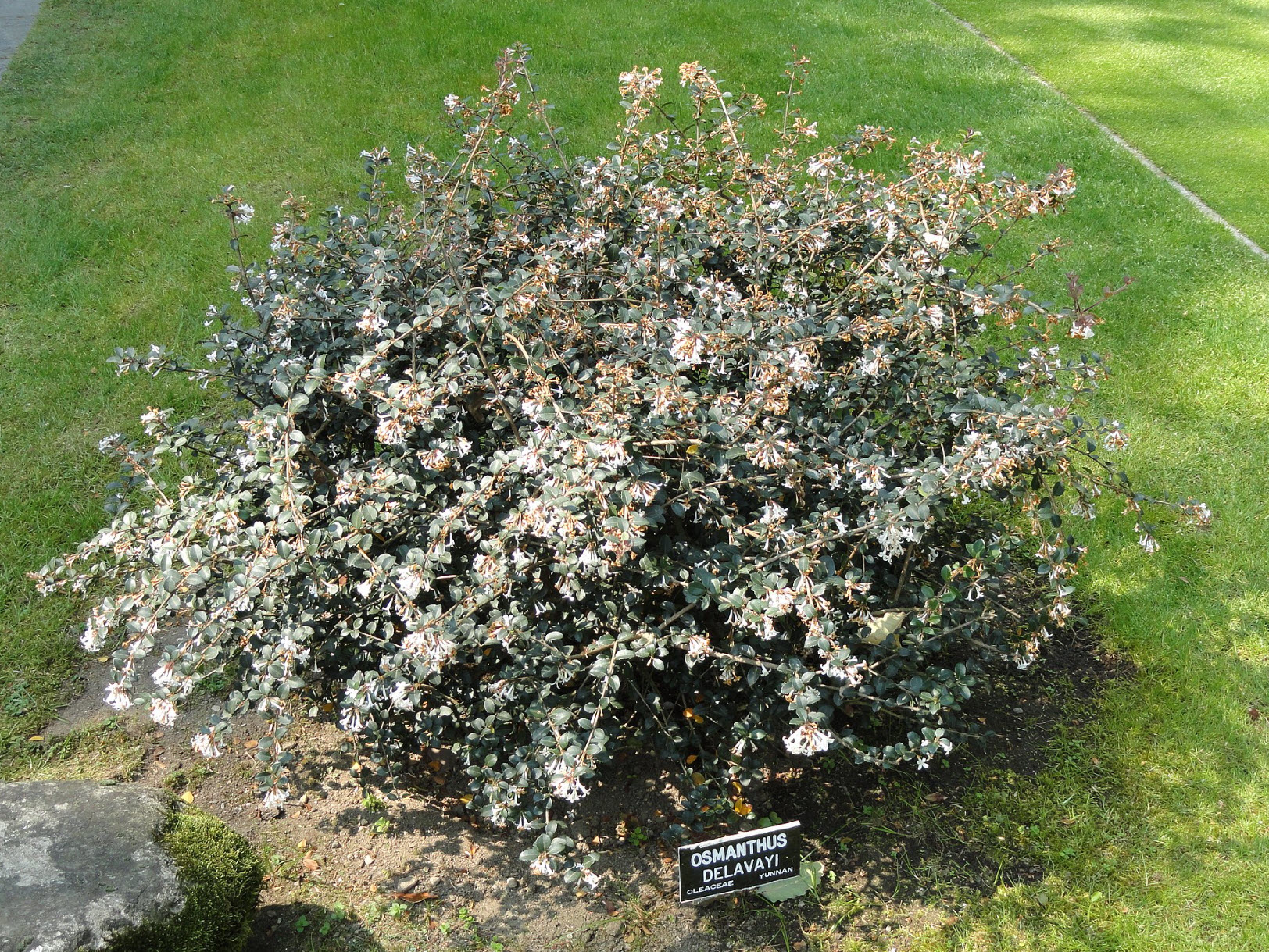 Osmanthus delavayi deals