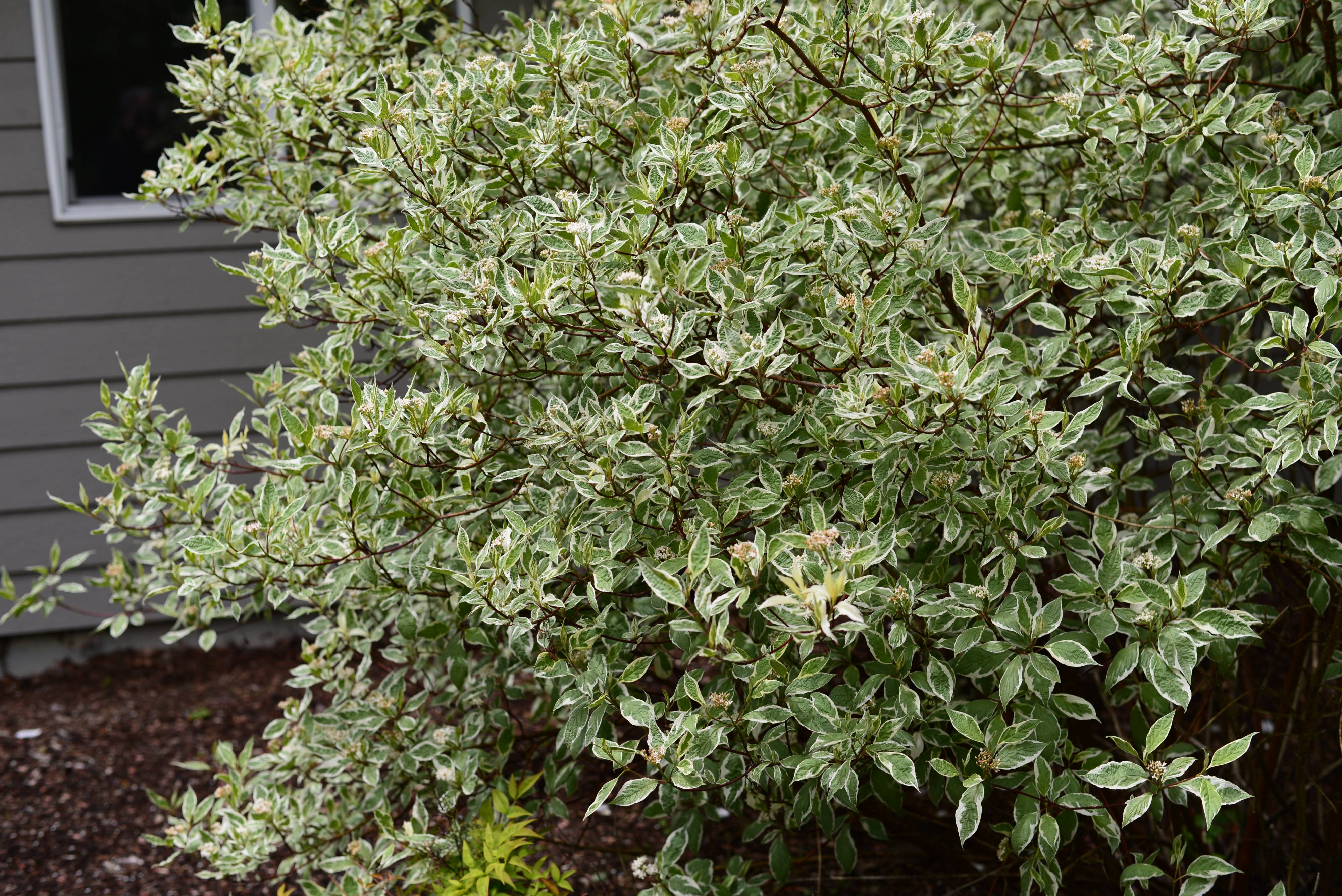 Дерен аргентеомаргината фото и описание кустарника Cornus alba 'Elegantissima' - Variegated Red Twig Dogwood PlantMaster