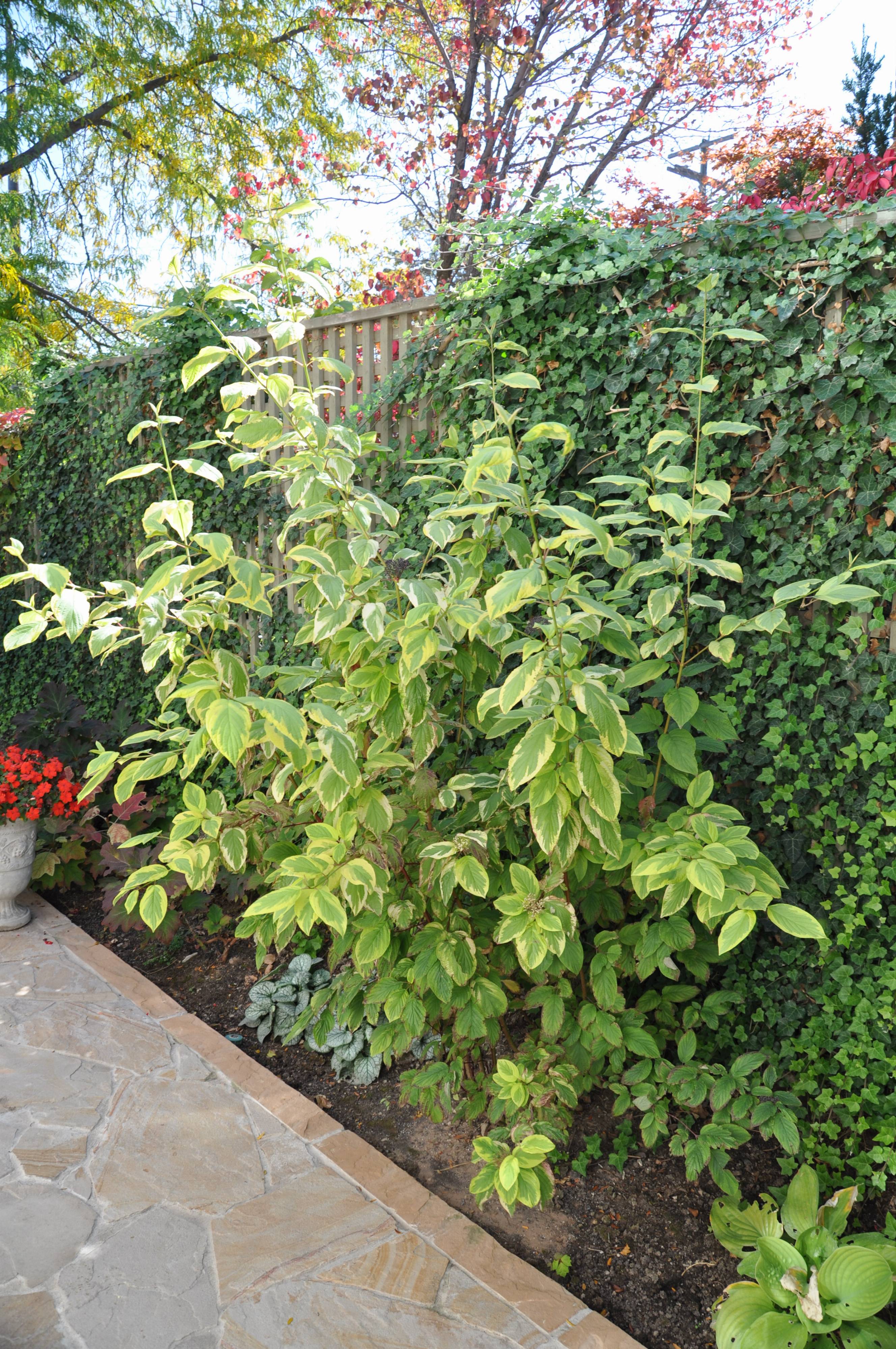 Cornus alba 'Elegantissima' - Variegated Red Twig Dogwood | PlantMaster