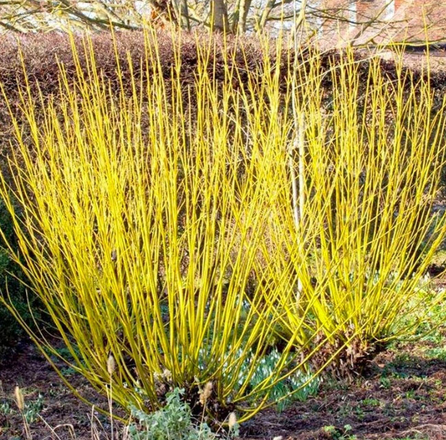 Cornus sericea 'Flaviramea'