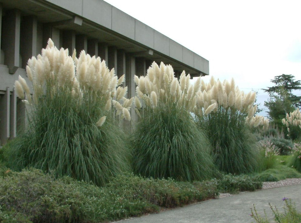 Пампасная трава в природе - 68 фото