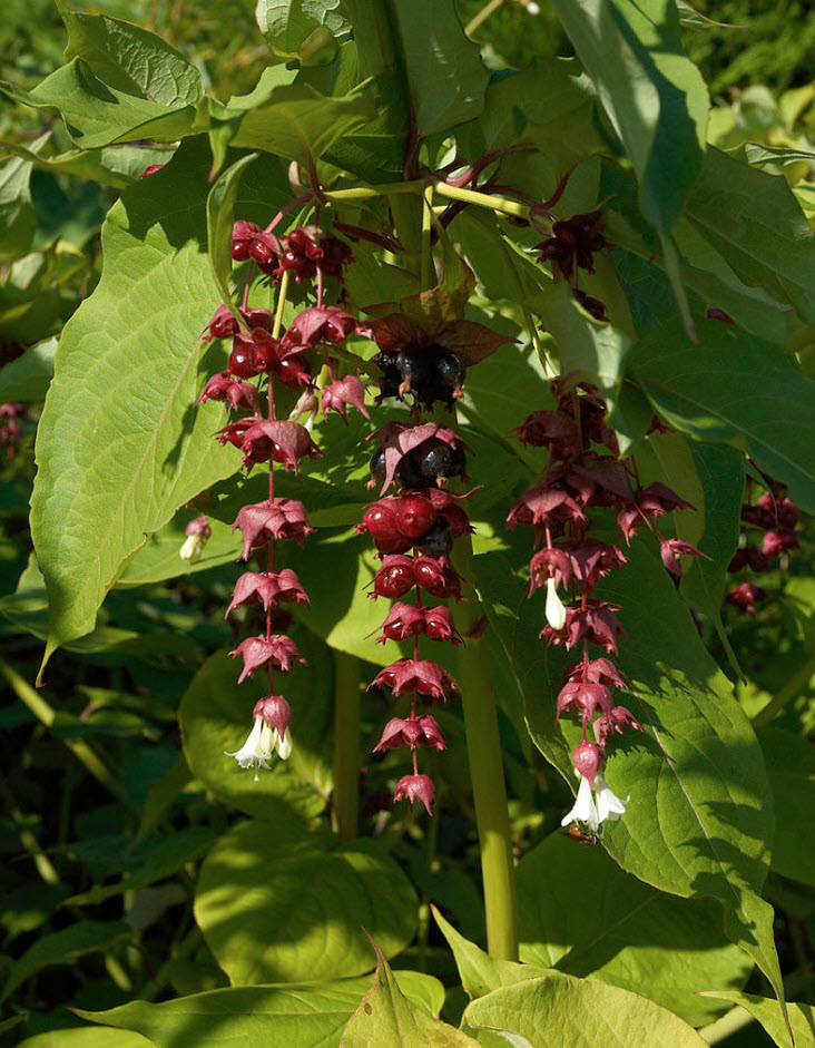 pussywillow plant Japanese Pussywillow main image 0