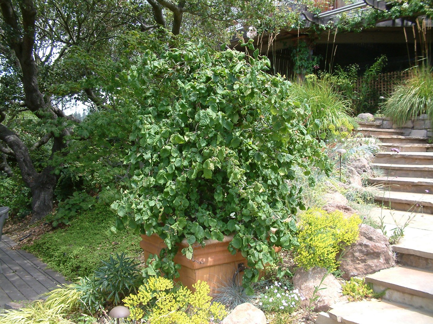 Corylus avellana 'Contorta' - Walking Stick; Harry Lauder's Walking Stick,  | PlantMaster