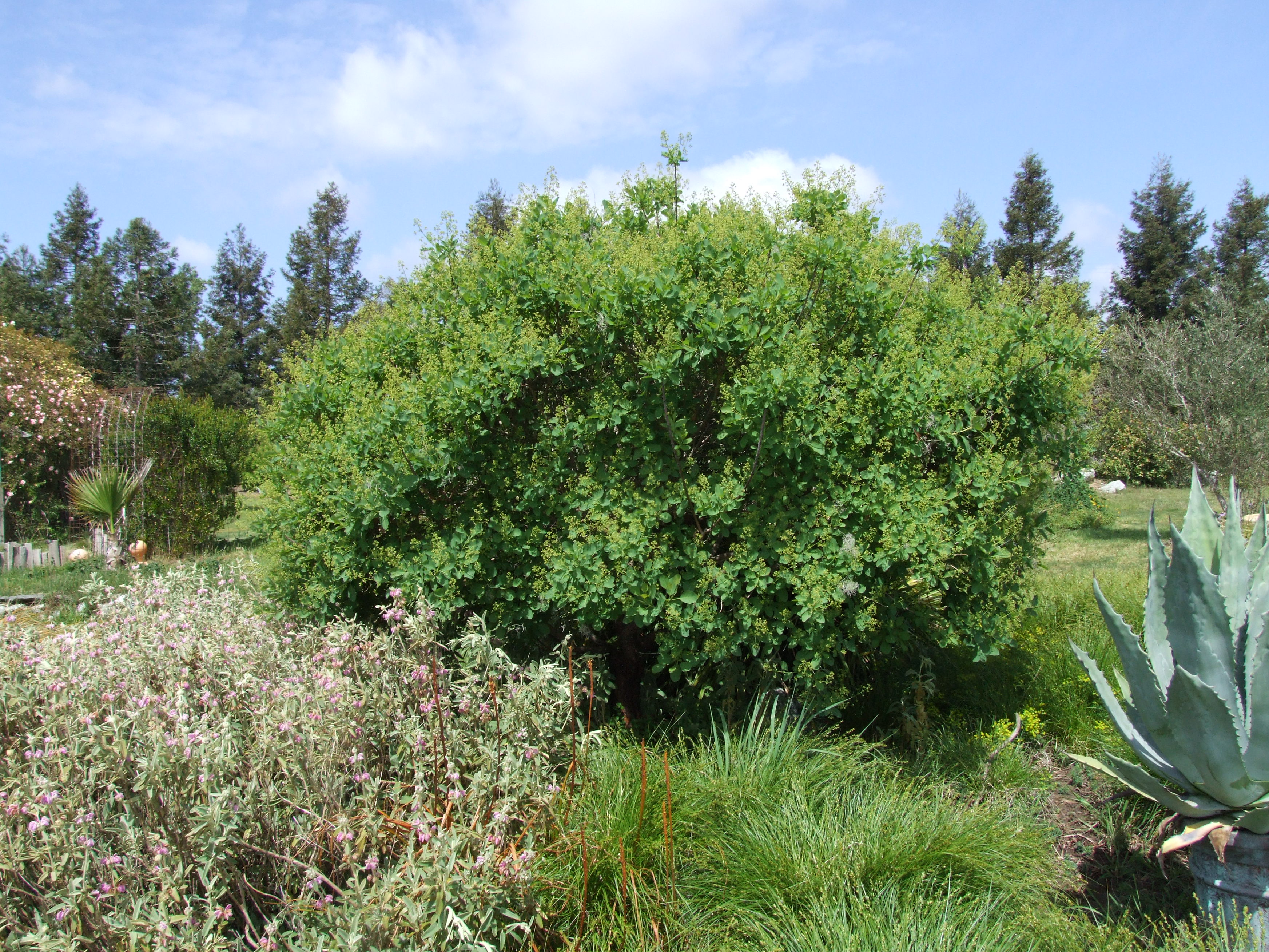 shatavari plant in english Shatavari Plant (Asparagus racemosus)