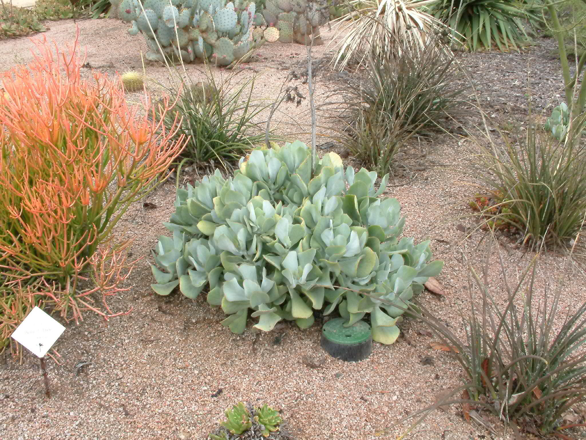 Cotyledon orbiculata - Pig's Ear | PlantMaster