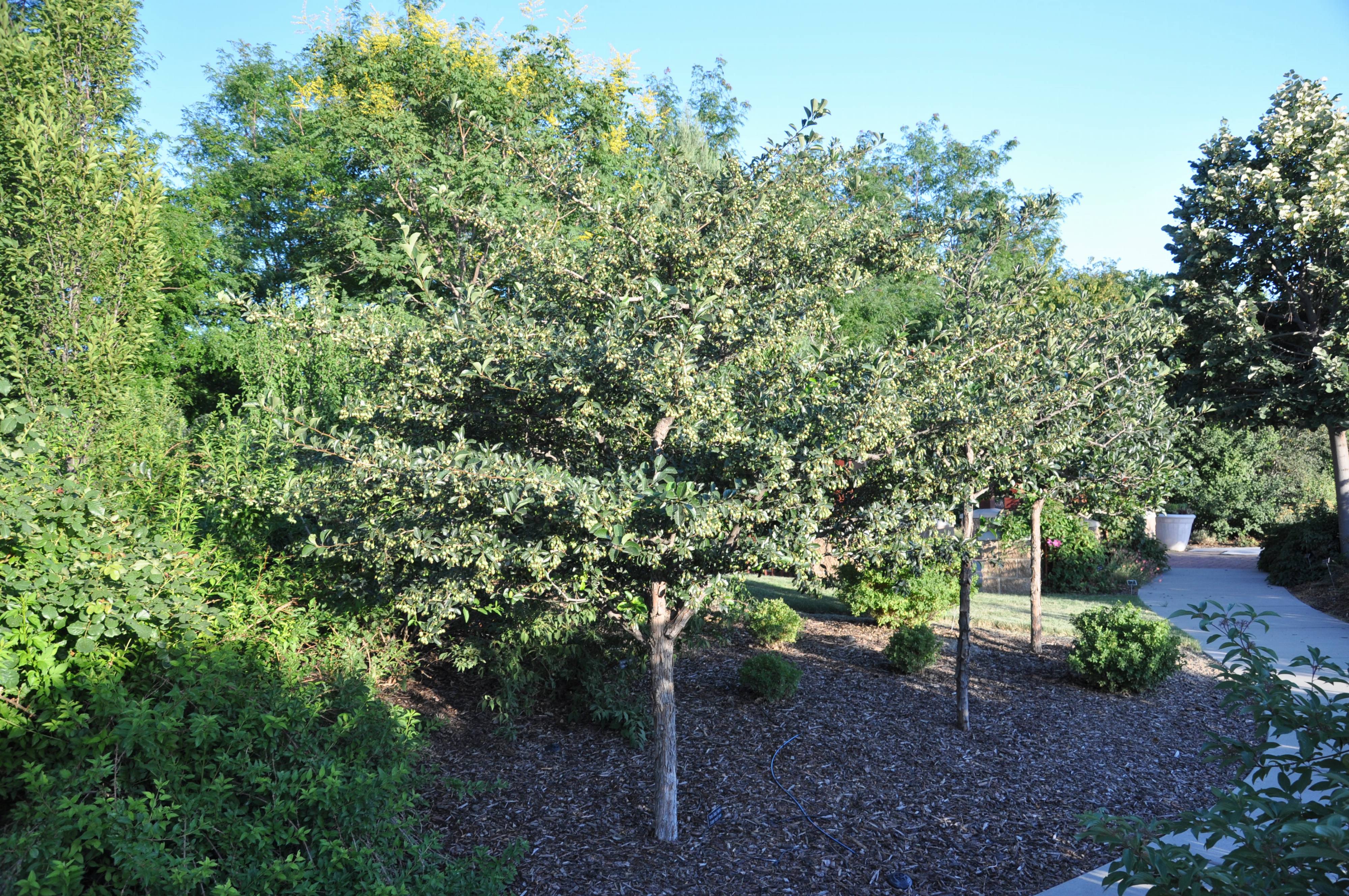 photinia red robin immergrün Glanzmispel Photinia 'Red Robin' - Photinia fraseri red robin main image 0