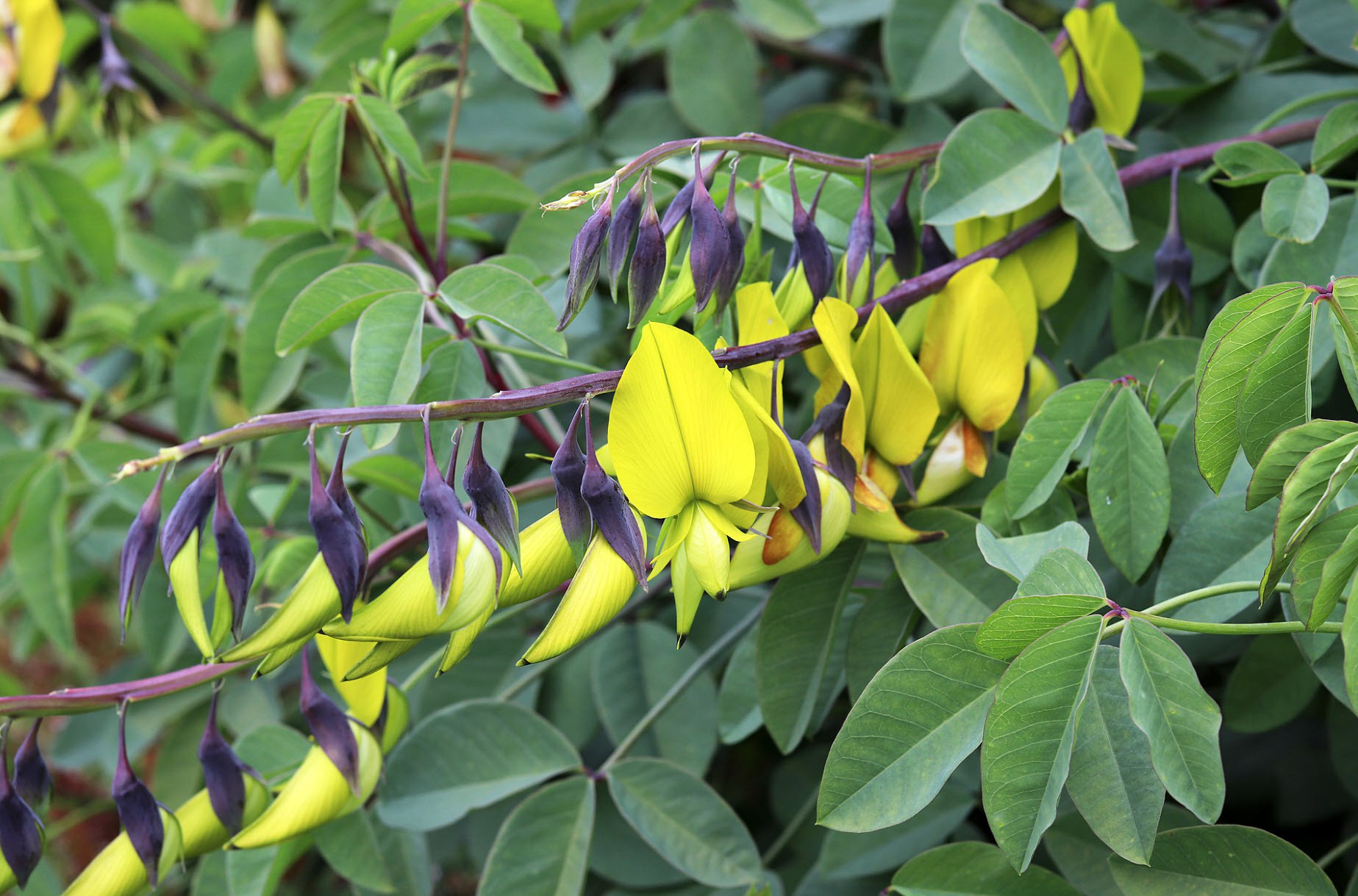 Crotalaria agatiflora - Canary Bird Bush | PlantMaster