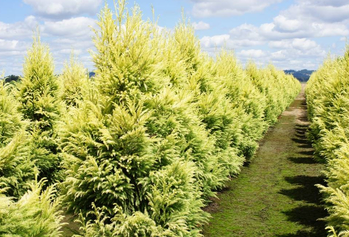 ガーデン マルティン・シュリーク Cryptomeria japonica 'Sekkan sugi' - Golden Japanese Cedar