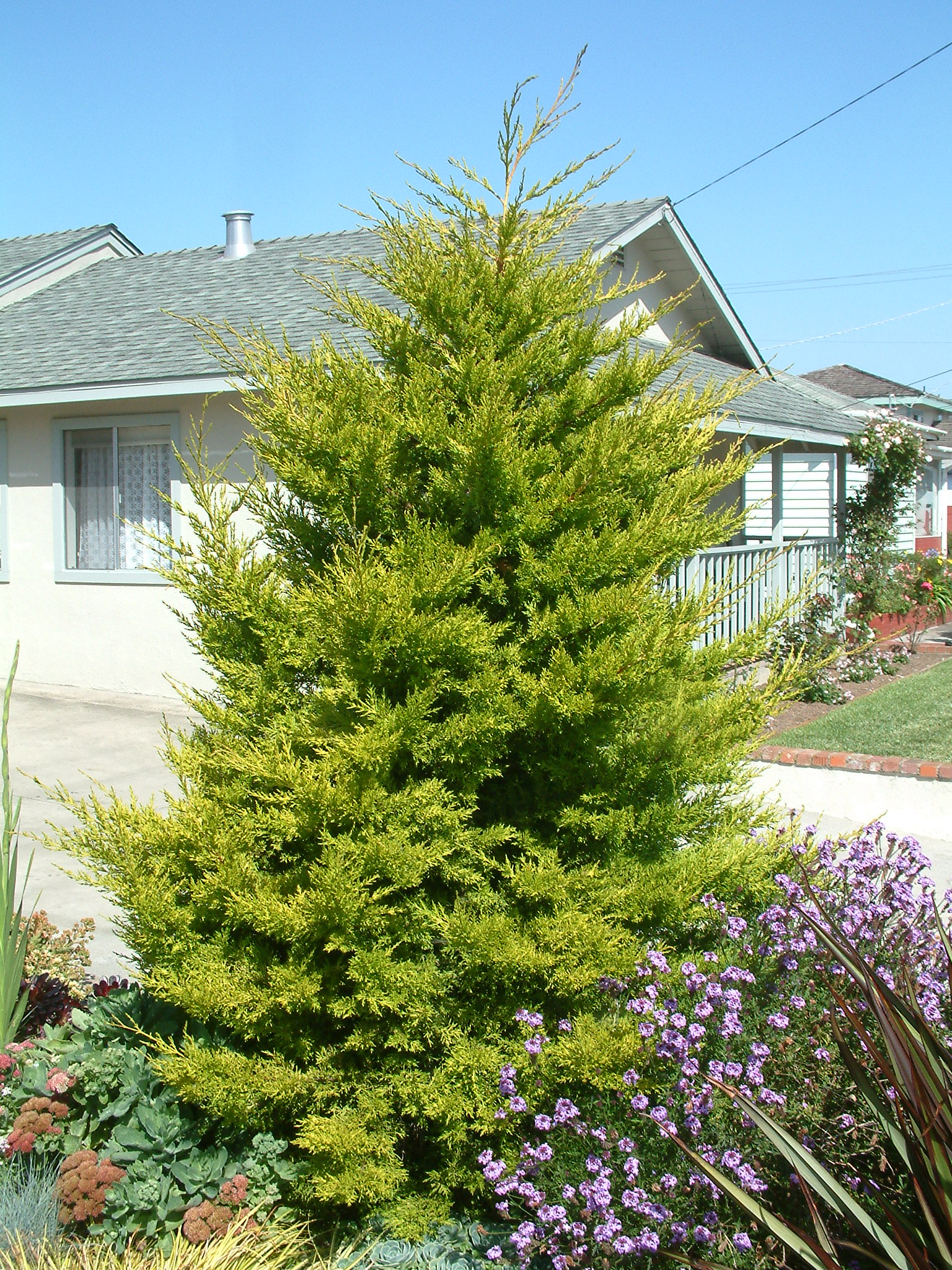 Cupressus macrocarpa 'Goldcrest' - Monterey Cypress 'Goldcrest' |  PlantMaster
