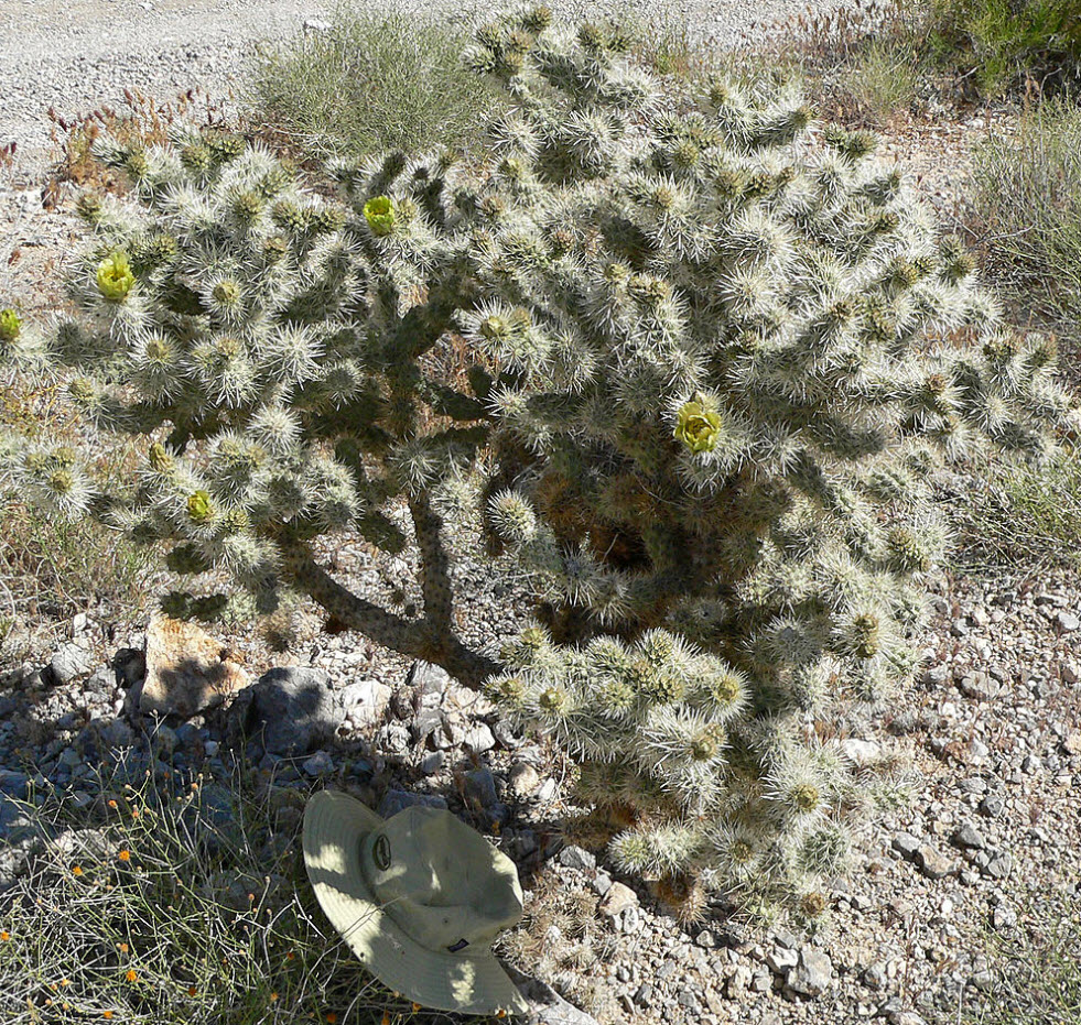 Cylindropuntia echinocarpa - Silver Cholla | PlantMaster