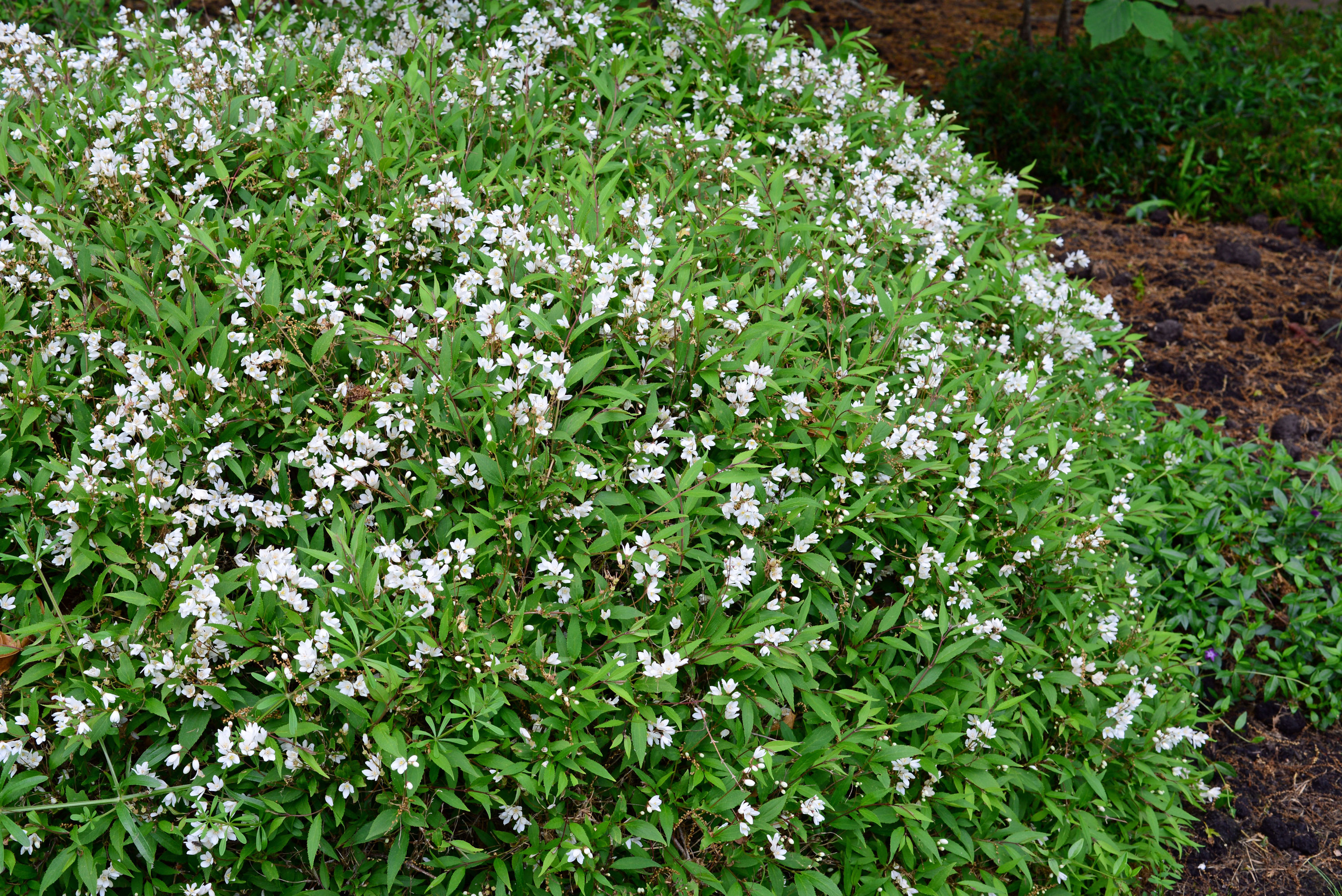 Deutzia gracilis 'Nikko' - Slender Deutzia | PlantMaster