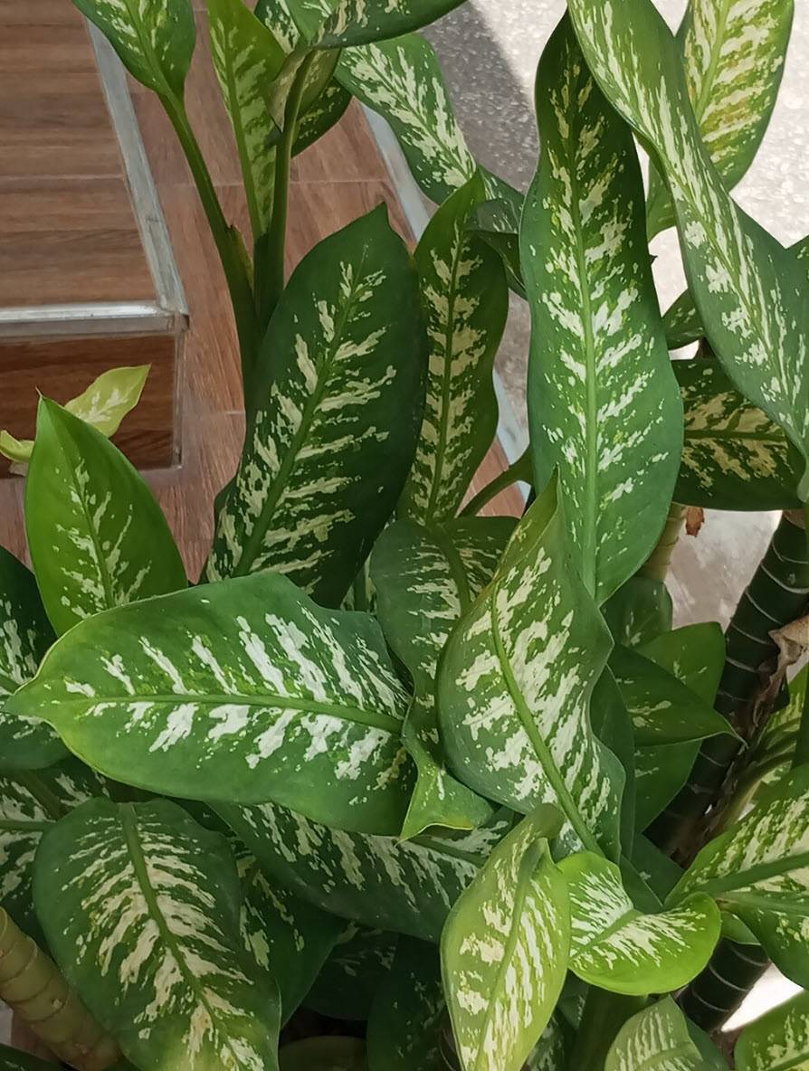 indoor gardenia plants for sale Gardenia Bush: Gardenia jasminoides main image 1
