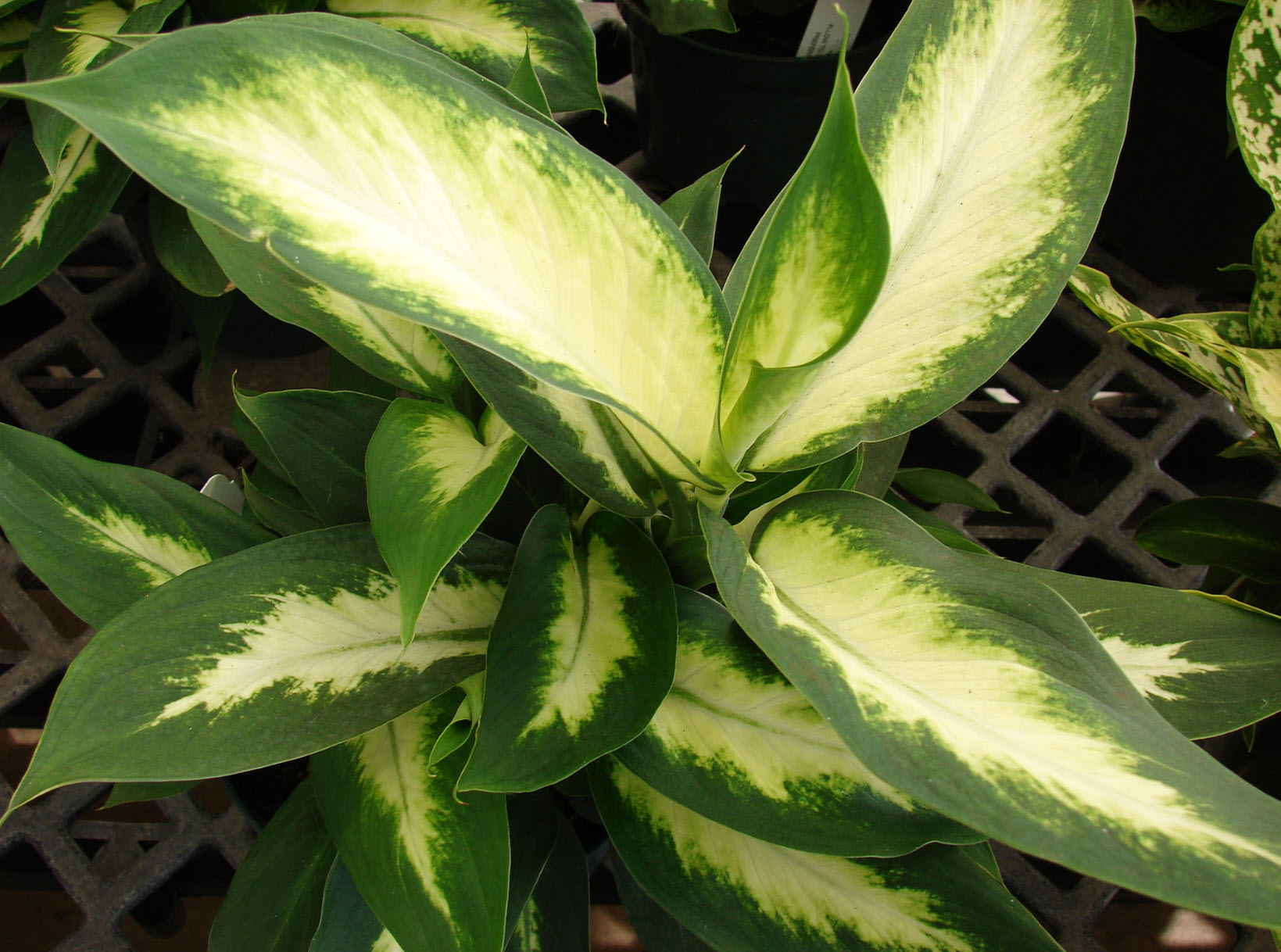 Dieffenbachia maculata - Dieffenbachia, Dumb Cane | PlantMaster