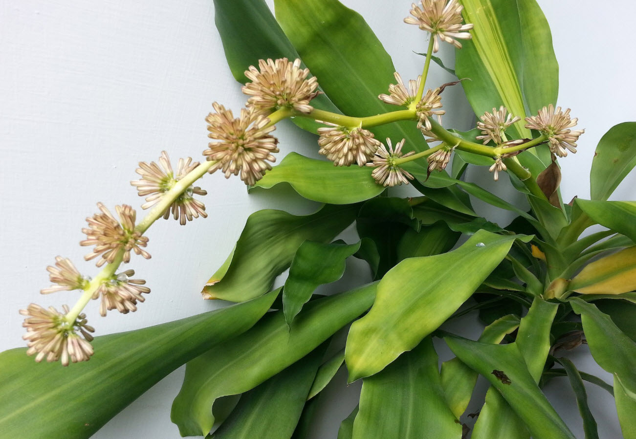 Dracaena fragrans - Yellow Stripe Corn Plant | PlantMaster