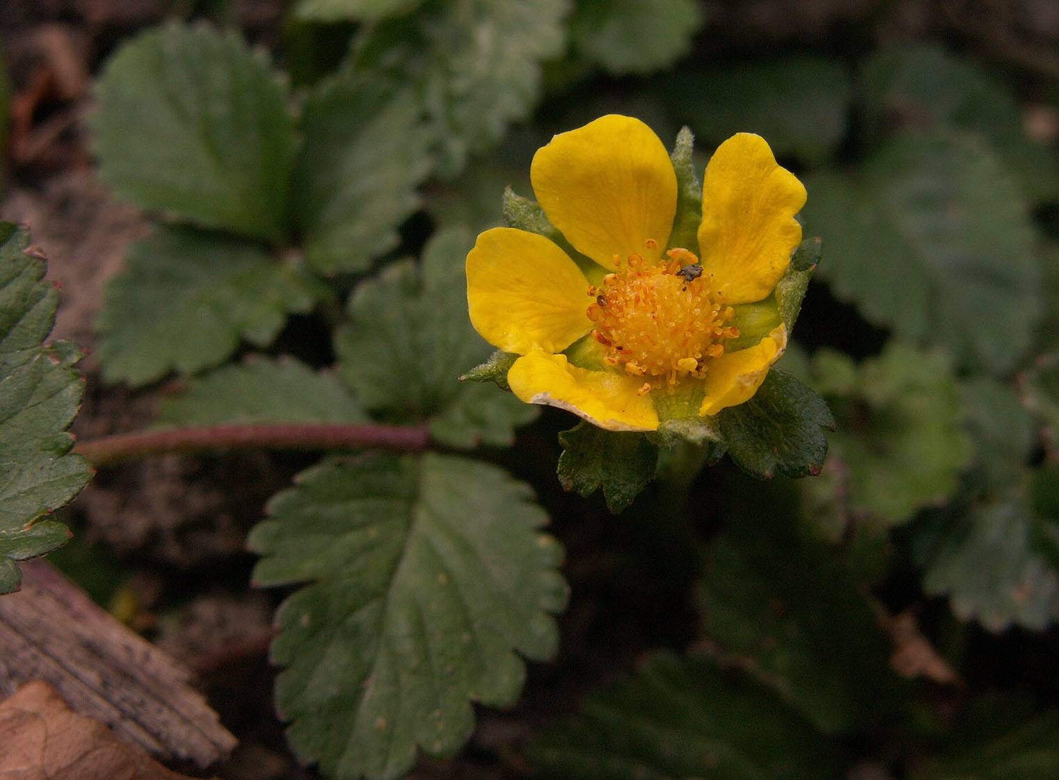 Duchesnea indica - Indian Mock Strawberry | PlantMaster