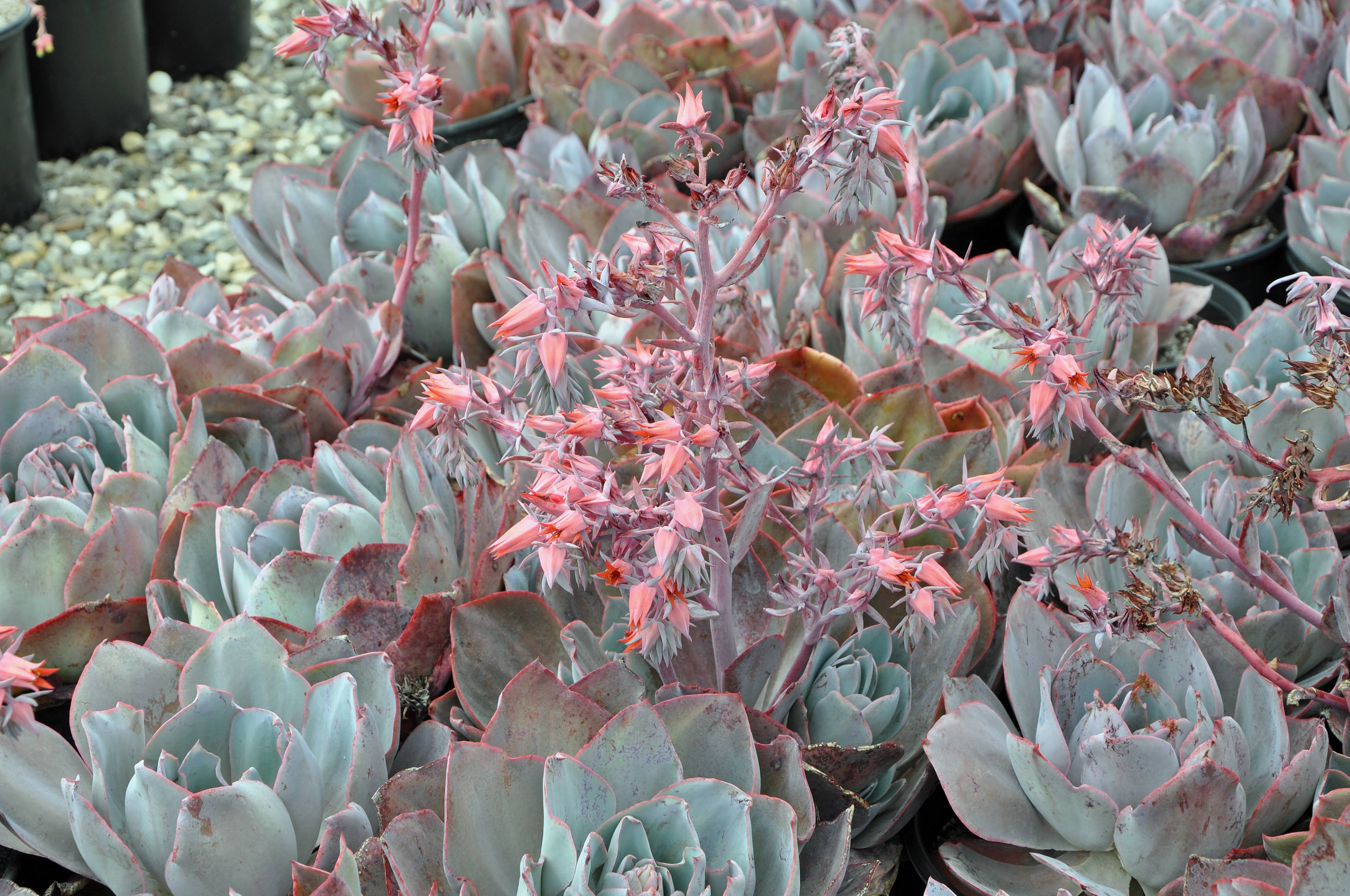 Echeveria 'Afterglow' - Afterglow Echeveria | PlantMaster, image size:4000x2656