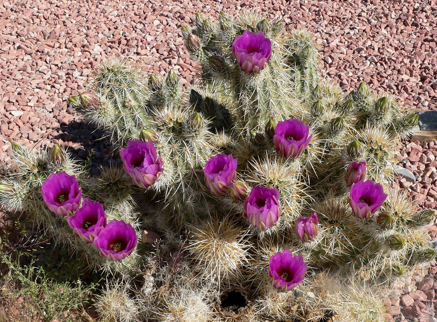 fargesia rufa sonne Gartenbambus - Fargesia rufa