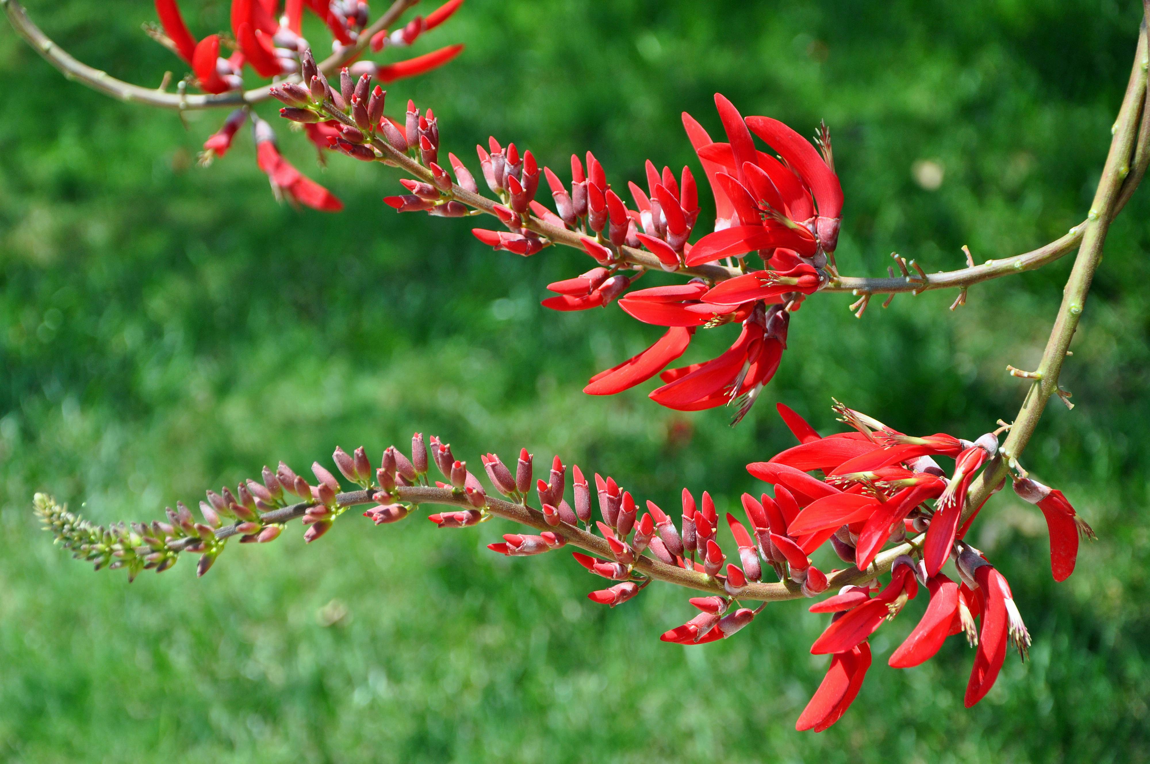 Erythrina humeana - Natal Coral Tree | PlantMaster