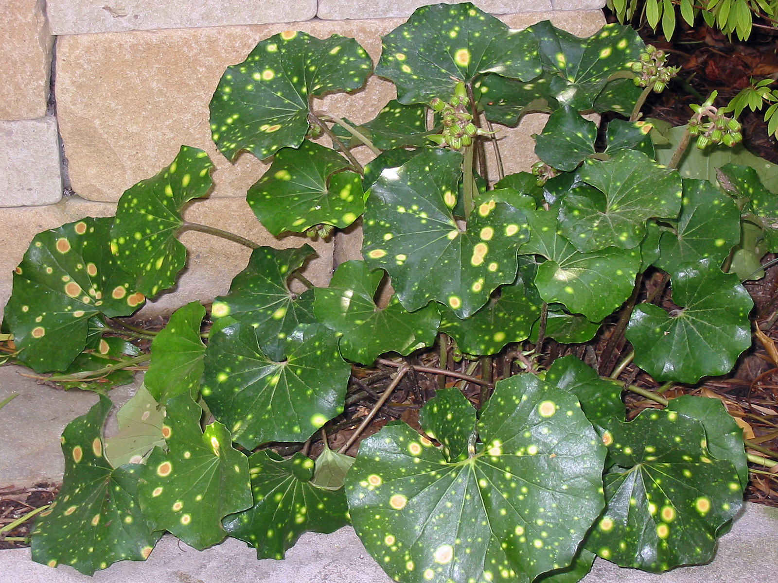 ルブラオーレア マクラタ Farfugium japonicum 'Aureo-maculata' - Leopard Plant | PlantMaster