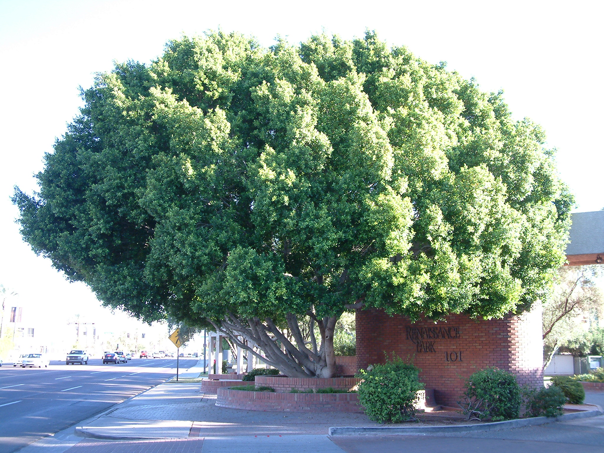 Ficus microcarpa nitida - Indian Laurel Fig PlantMaster