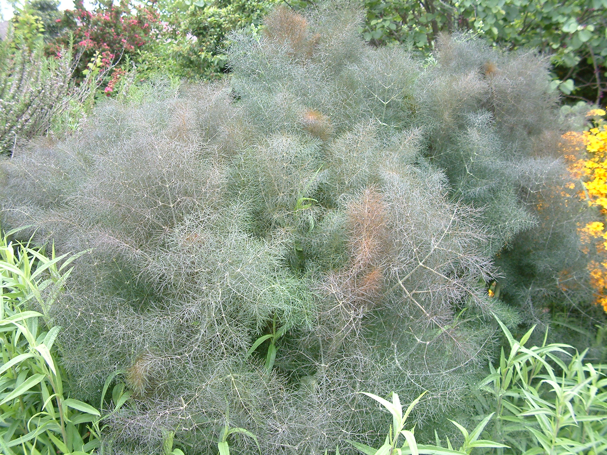Foeniculum vulgare 'Purpurascens' - Common Fennel | PlantMaster