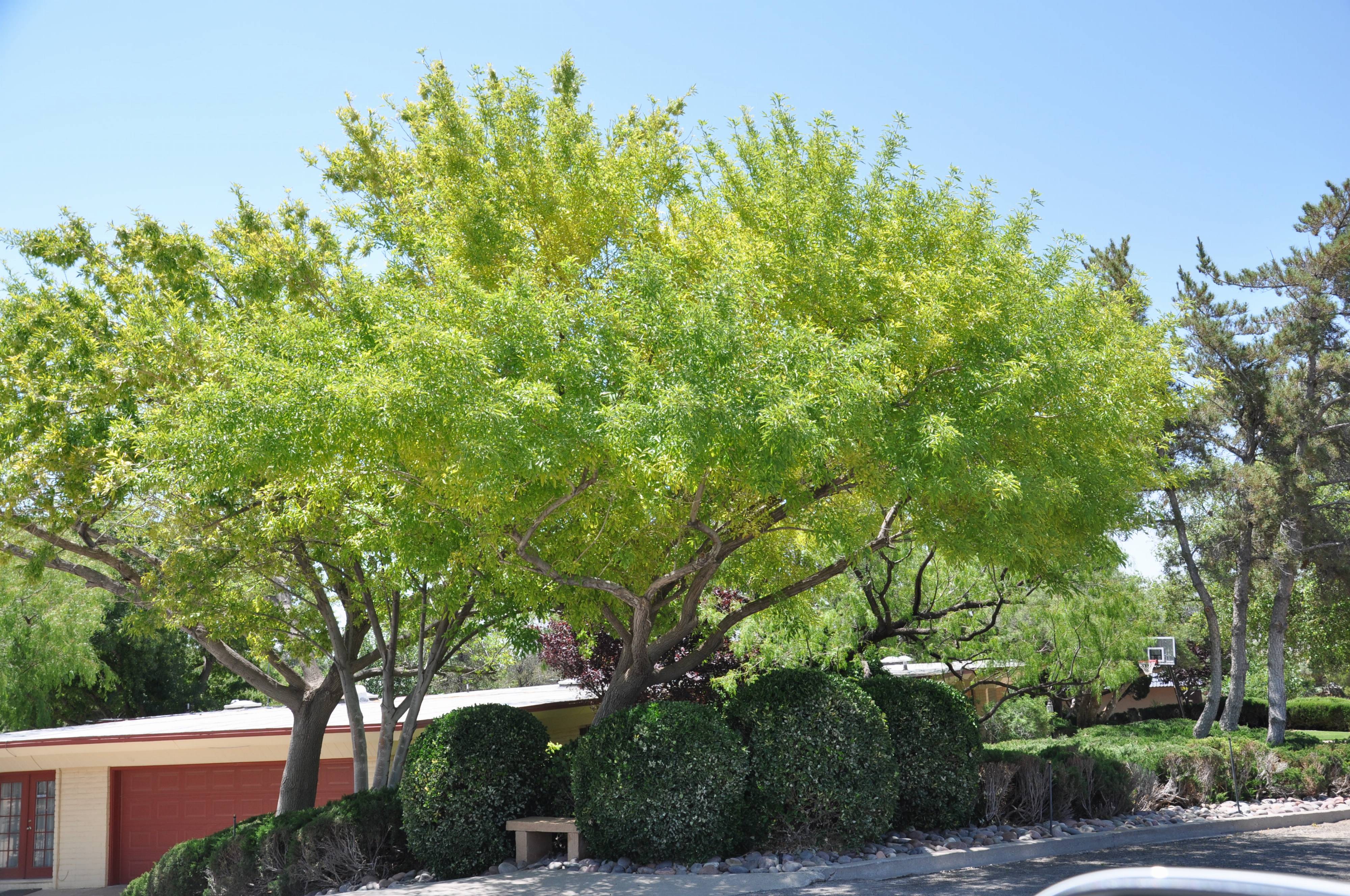 Fraxinus velutina