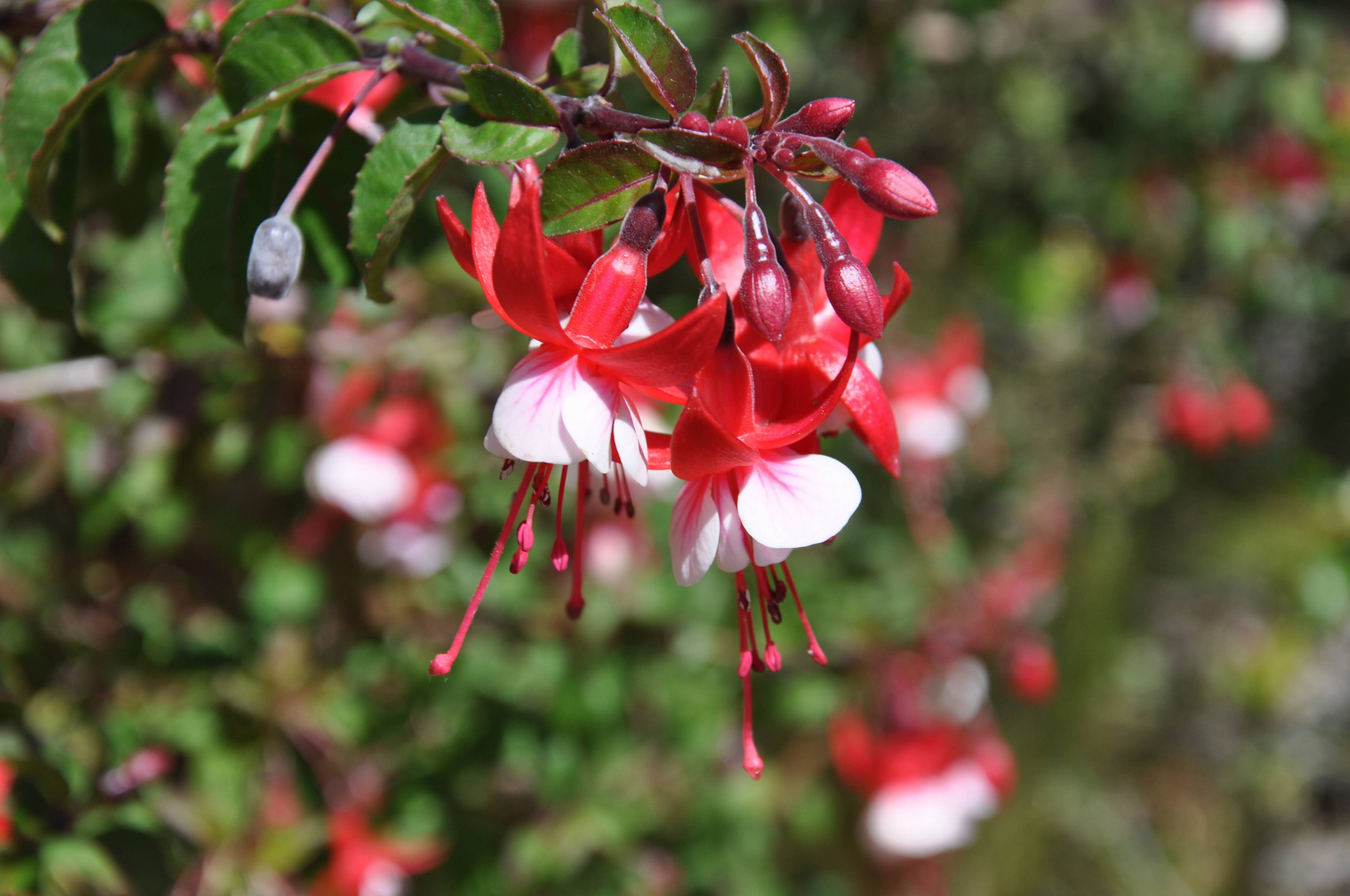 Fuchsia x hybrida 'Son of Tom' - Dwarf Hardy Fuchsia | PlantMaster