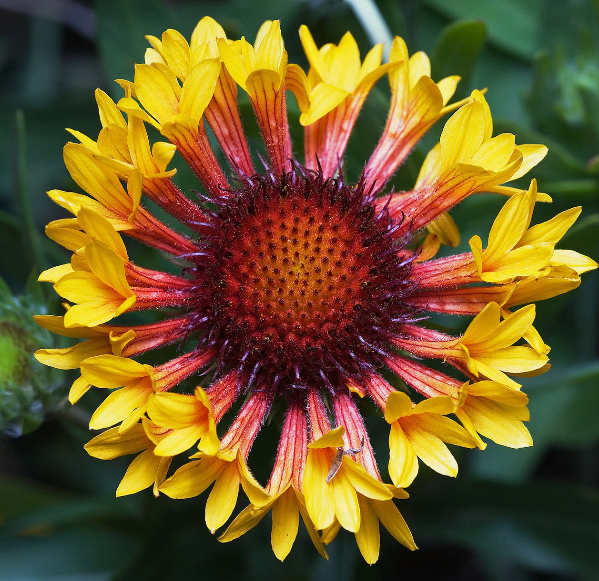 Gaillardia Fanfare Fanfare Blanket Flower PlantMaster