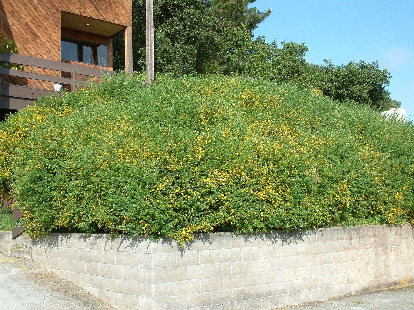 Genista Spachiana - Sweet Broom | PlantMaster