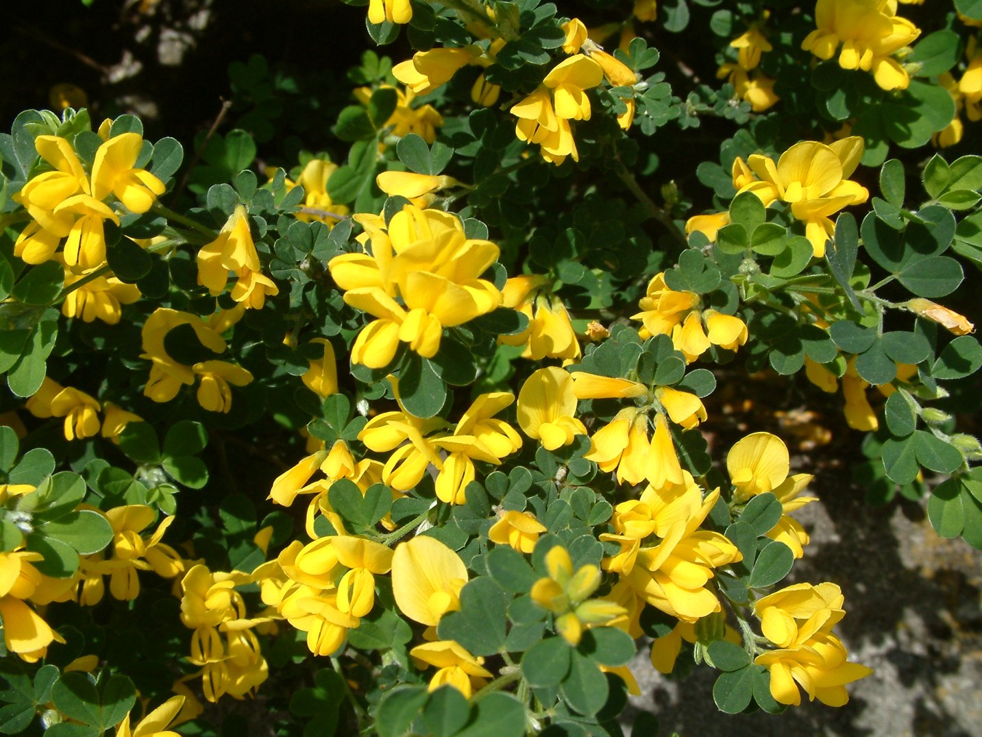 Genista spachiana - Sweet Broom | PlantMaster