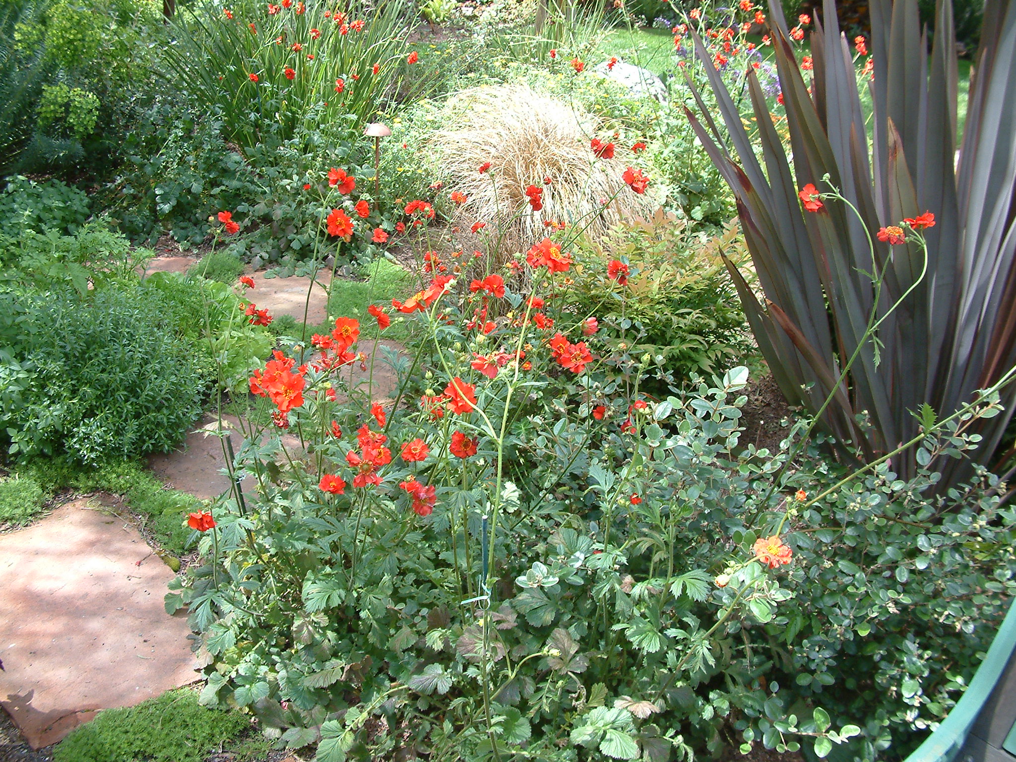 Geum chiloense 'Mrs. Bradshaw' - Mrs. Scarlet Geum | PlantMaster