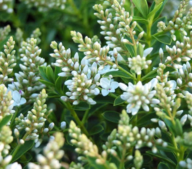 Hebe buxifolia 'Nana'