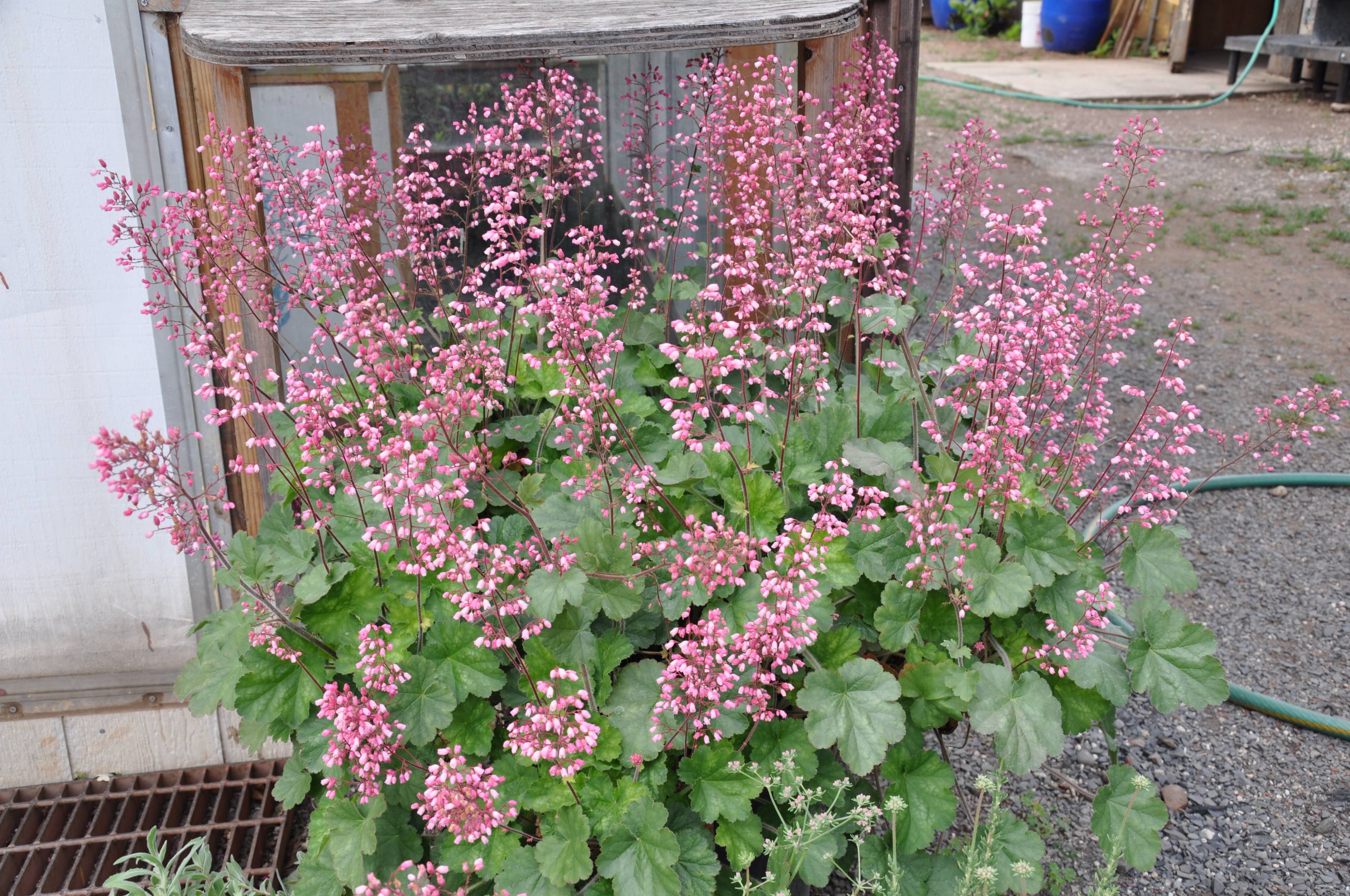 Heuchera Varieties