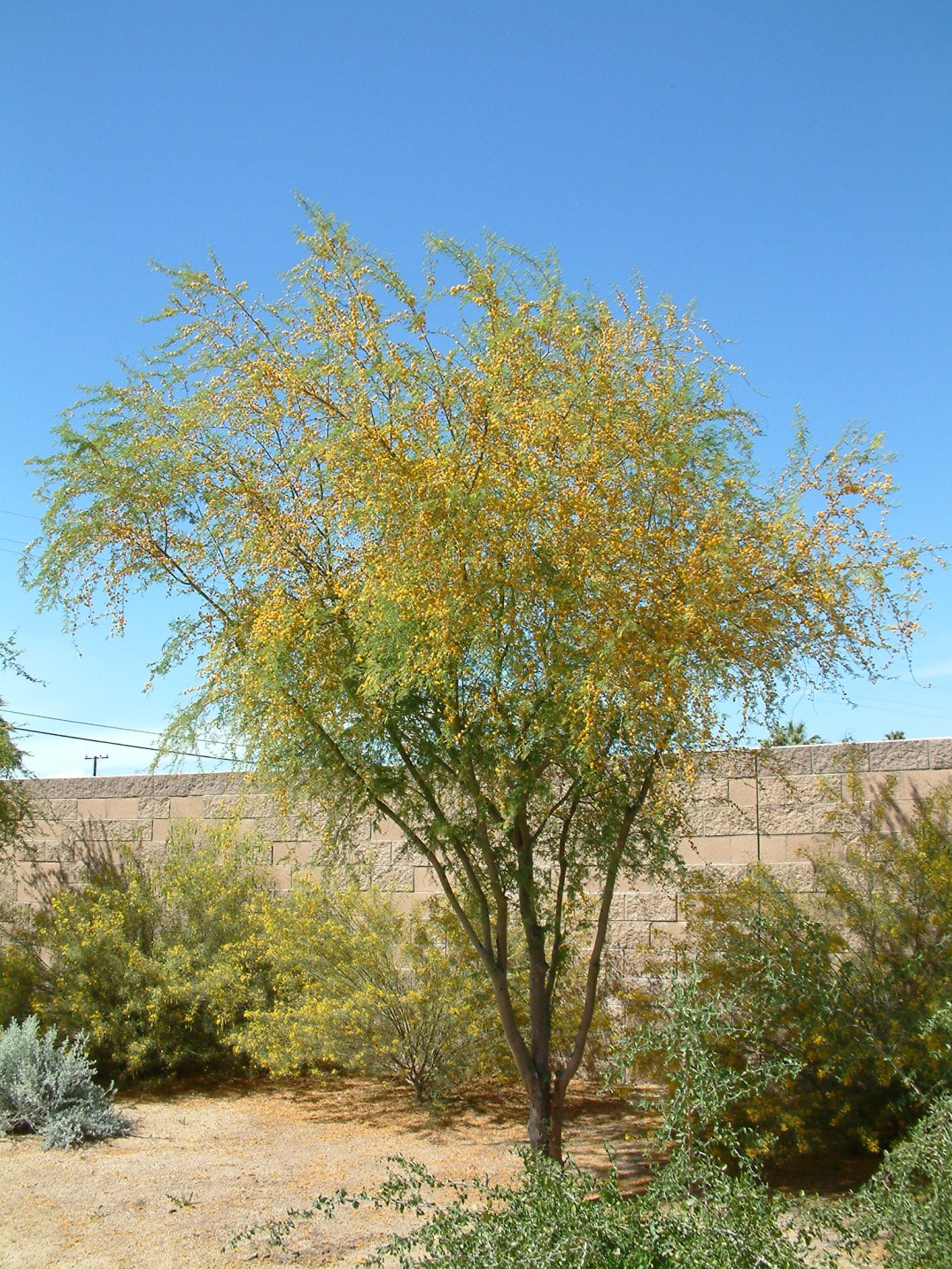 Acacia farnesiana